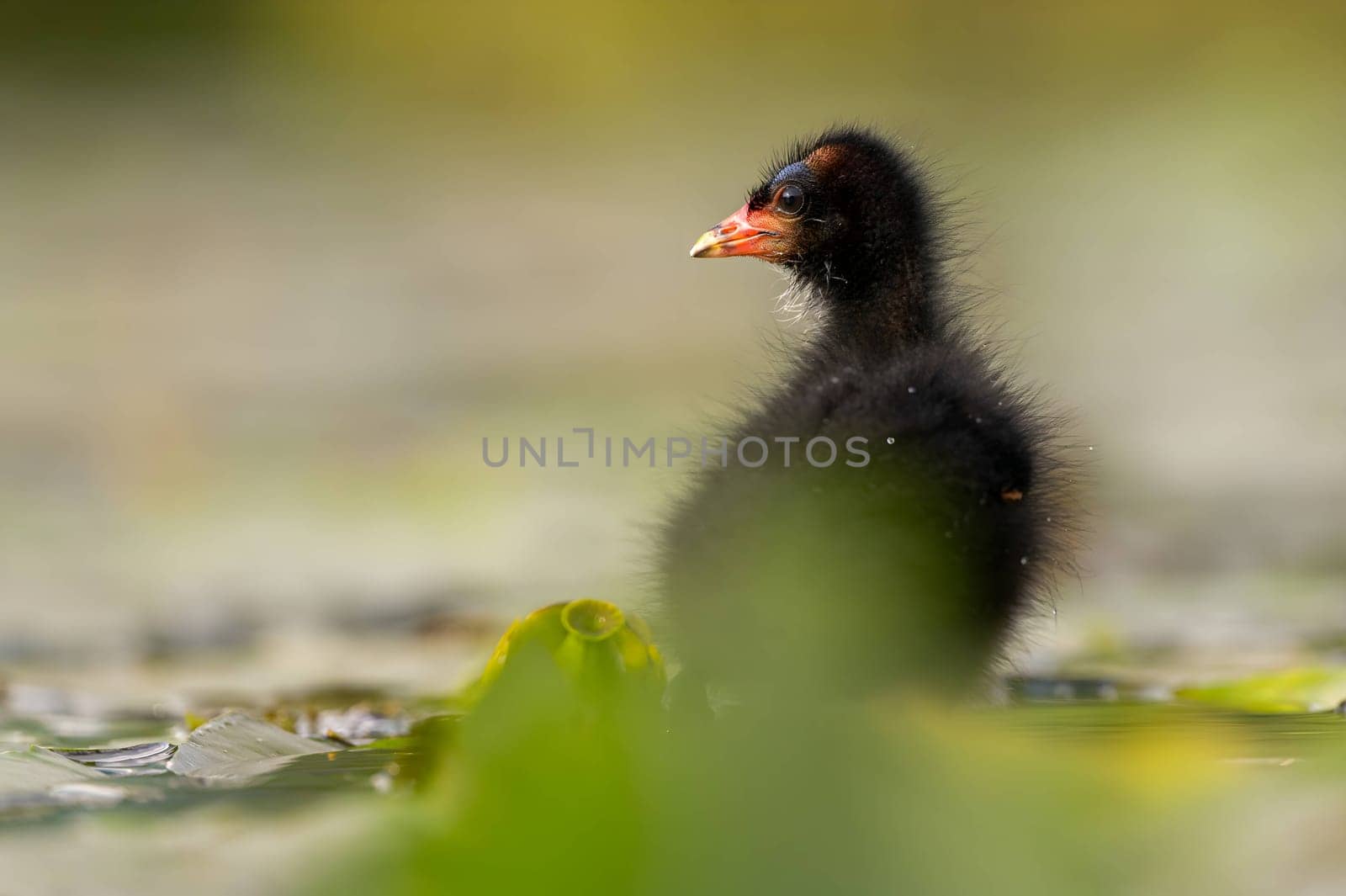 A baby Common Moorhen gracefully glides on the water, with beautifully captured reflections and blurred vegetation in the background.