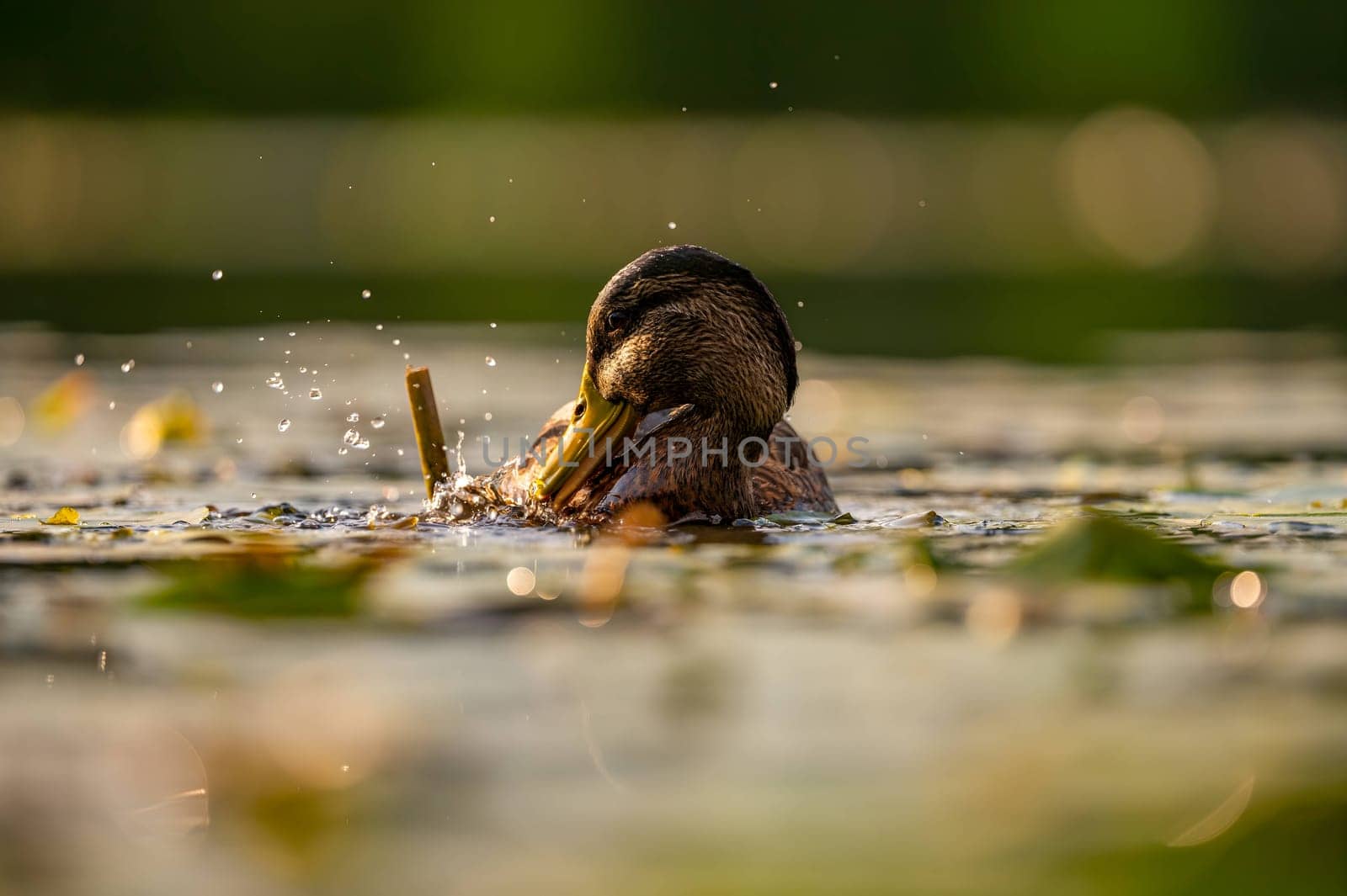 A serene wild duck gracefully gliding on the water, its reflection mirrored below. The smudged vegetation in the background adds to the tranquil scene.