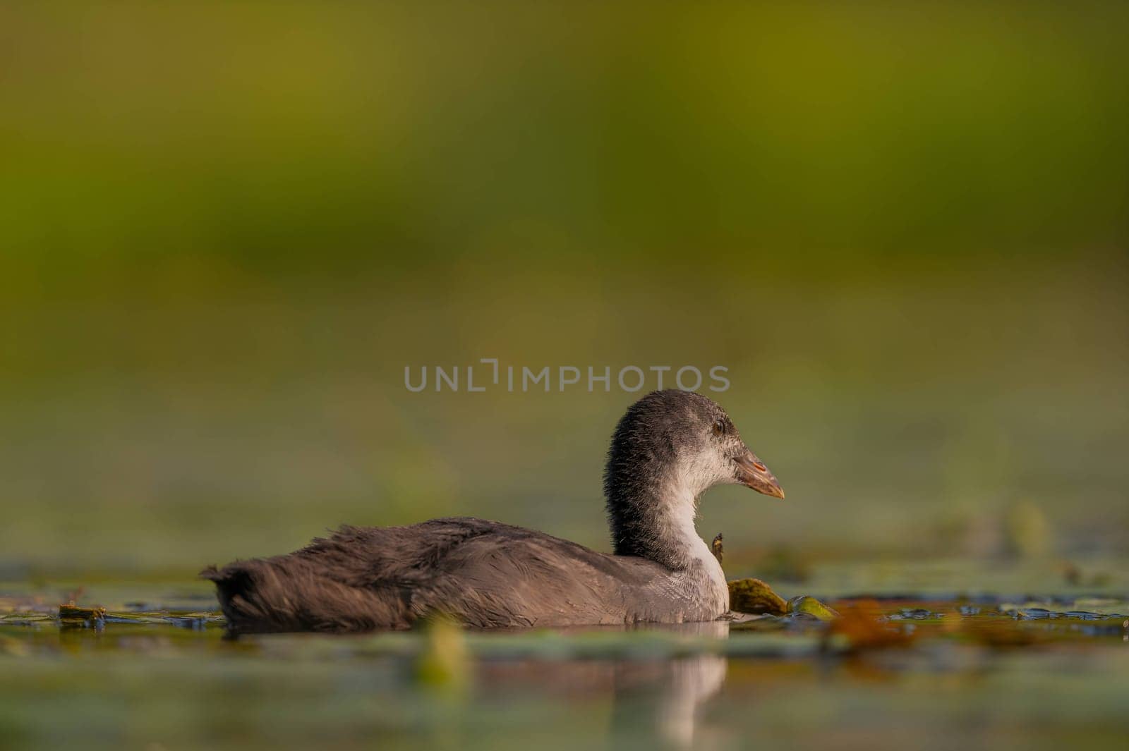 A baby Common Moorhen gracefully glides on the water, with beautifully captured reflections and blurred vegetation in the background.
