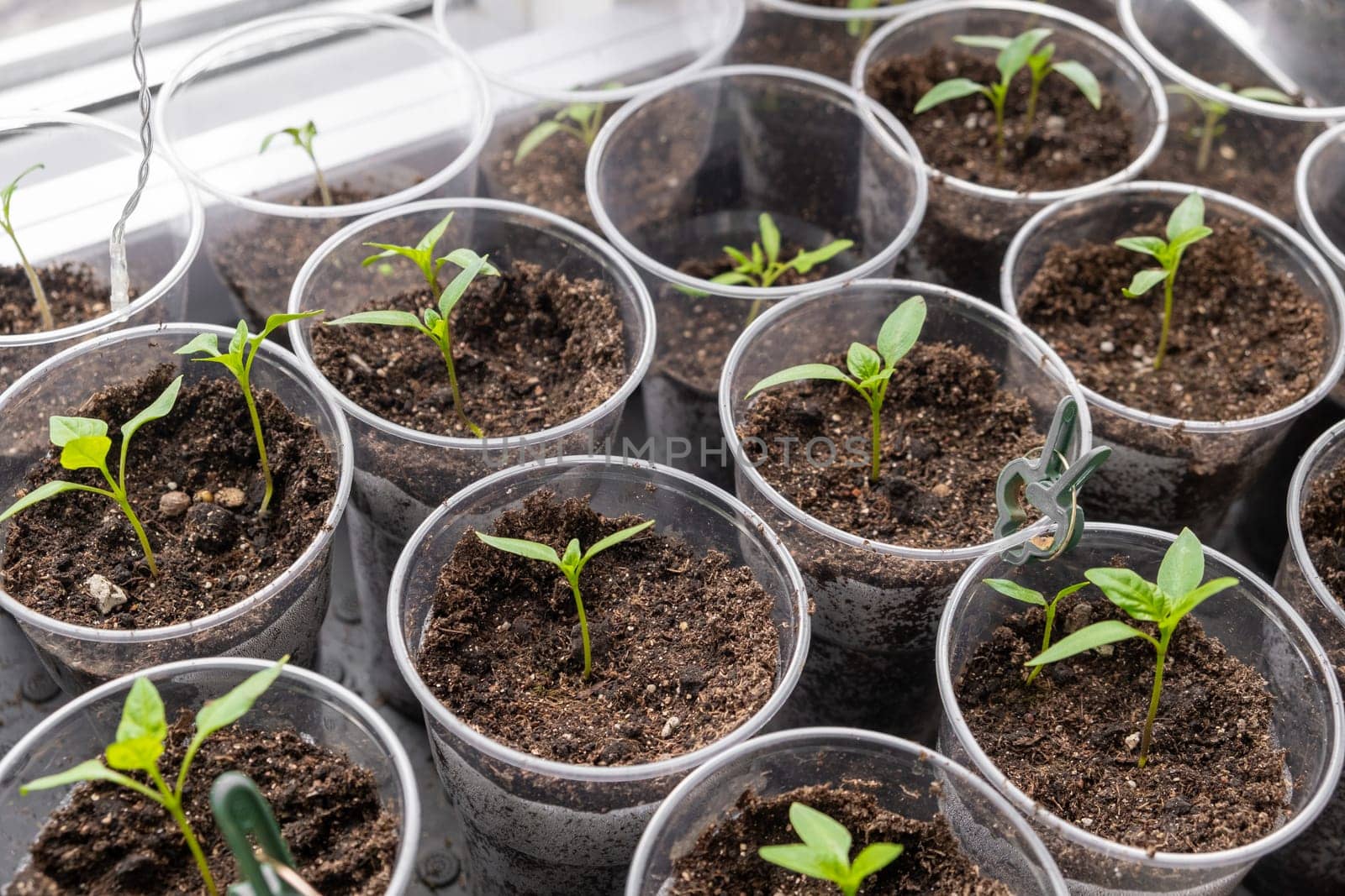 Young sprouts tomato, showcasing the growth of tomato seedlings by AnatoliiFoto