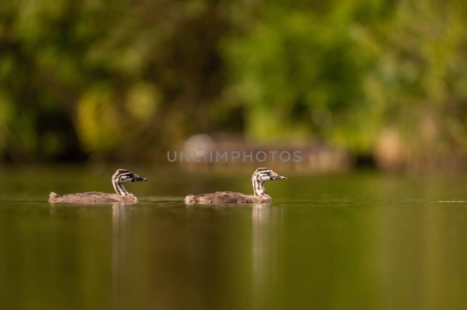 Two Great Crested Grebe flowing, in the background a blur of greenery and a sheet of water.Wildlife photo!