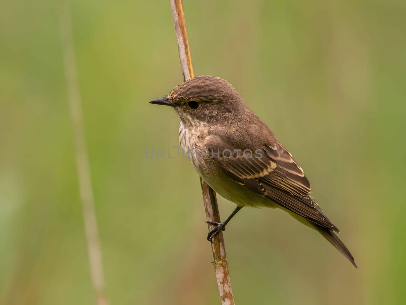 Spotted flycatcher sitting on a dry branch, smudged greenery in the background.Wildlife photo!