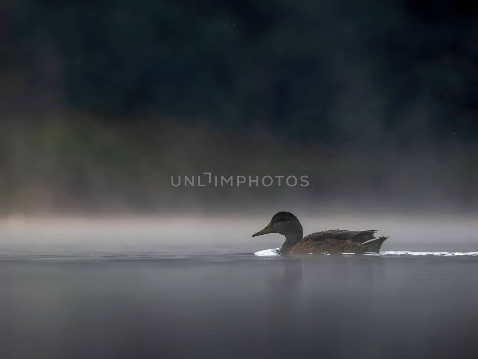 Wild duck swimming in the middle of floating fog at night.Wildlife photo!