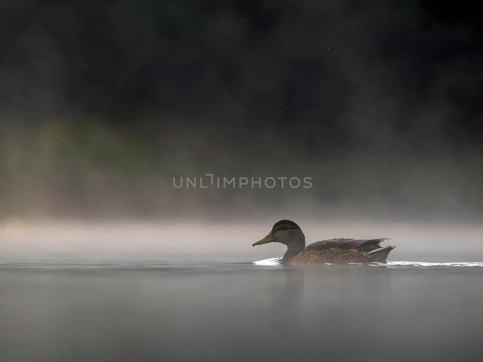 Wild duck swimming in the middle of floating fog at night.Wildlife photo!