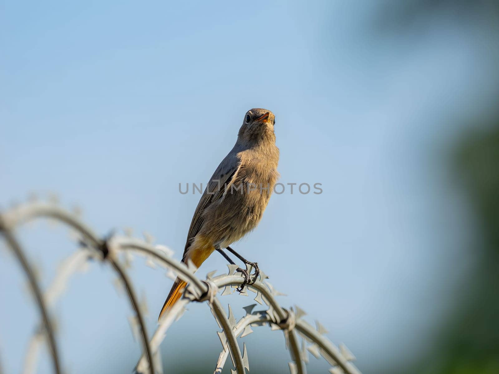 Black redstart sitting on a metal chain against a bright sky background.Wildlife photo!