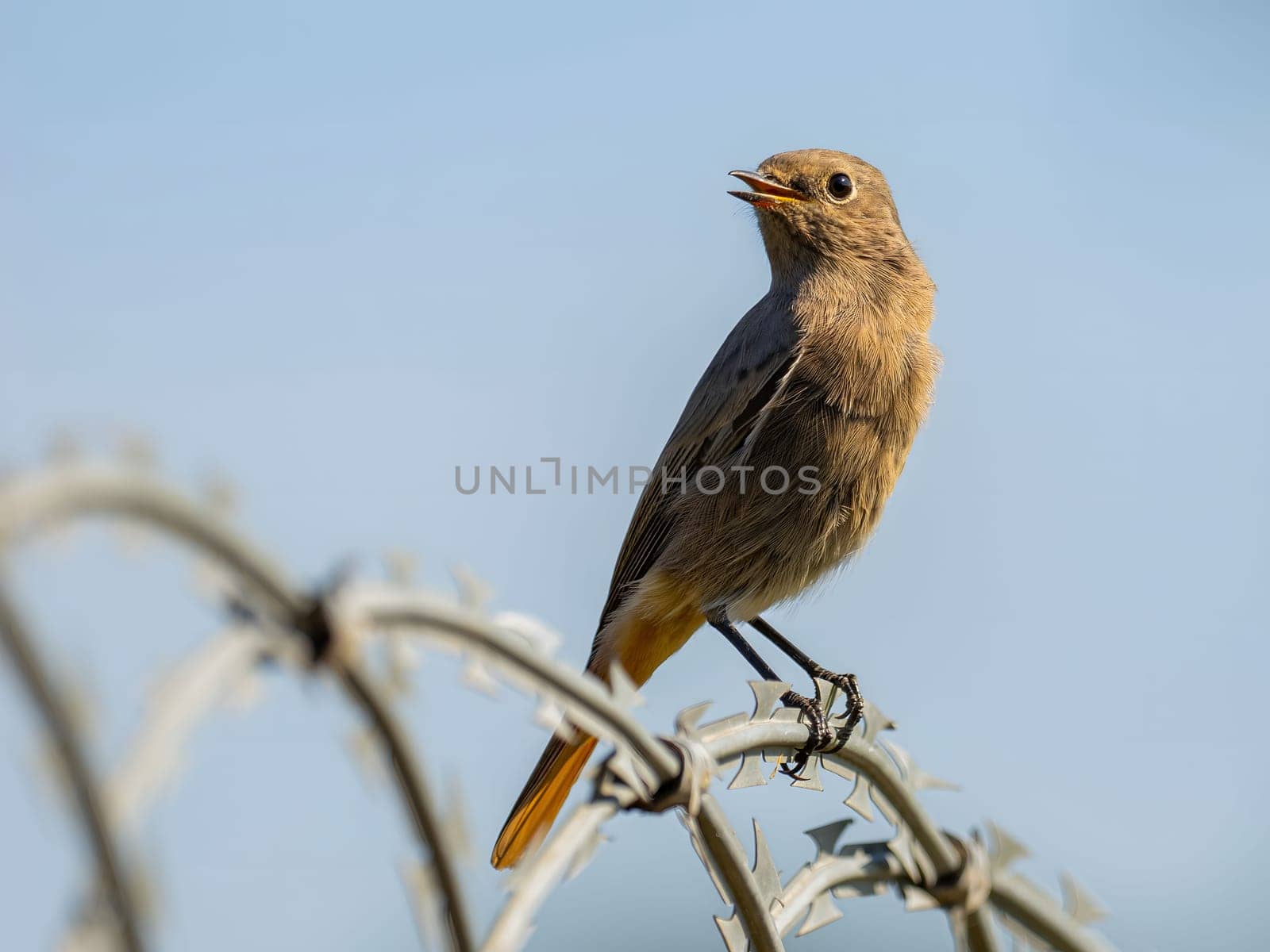 Black redstart sitting on a metal chain against a bright sky background.Wildlife photo!