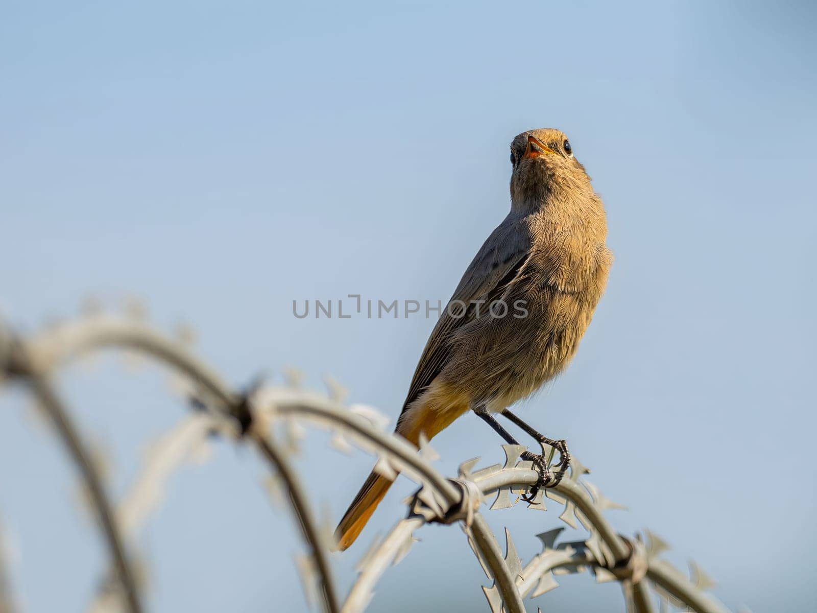 Black redstart sitting on a metal chain against a bright sky background.Wildlife photo!