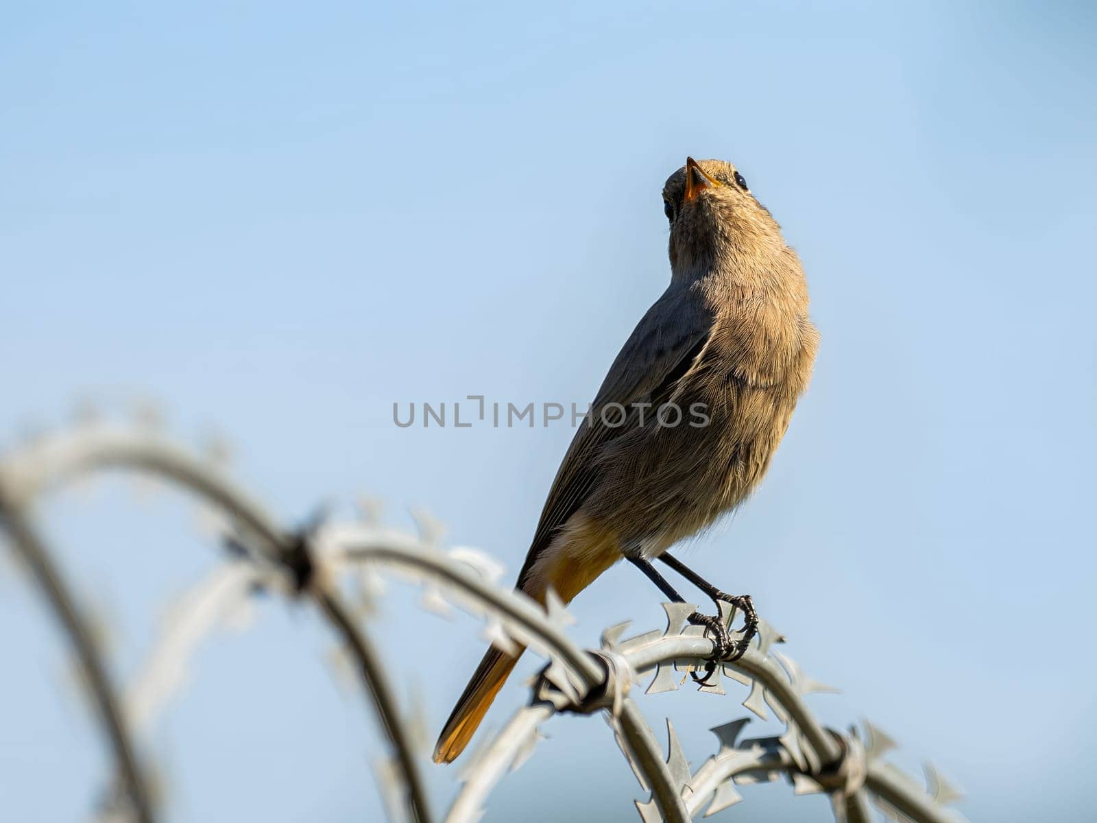 Black redstart sitting on a metal chain against a bright sky background.Wildlife photo!
