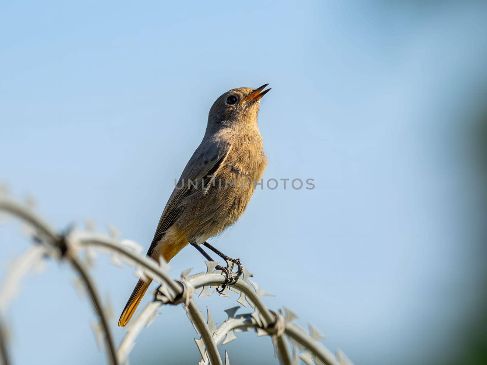Black redstart sitting on a metal chain against a bright sky background.Wildlife photo!