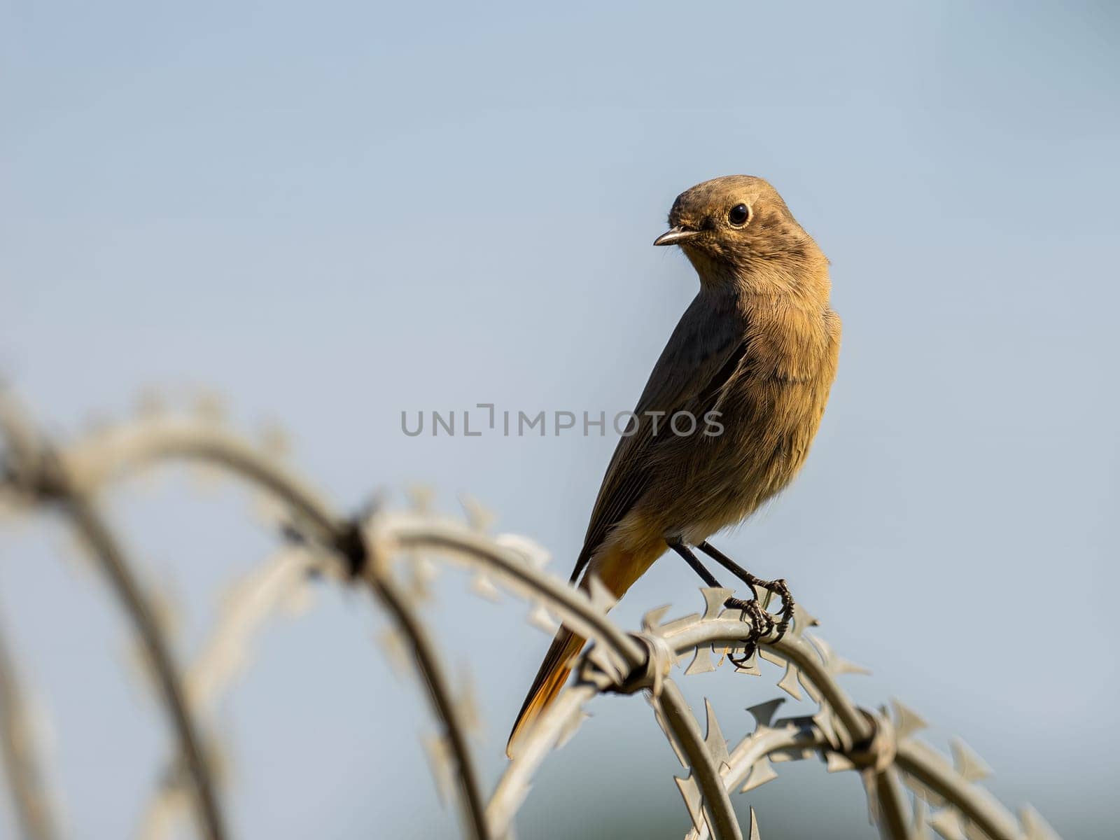 Black redstart sitting on a metal chain against a bright sky background.Wildlife photo!