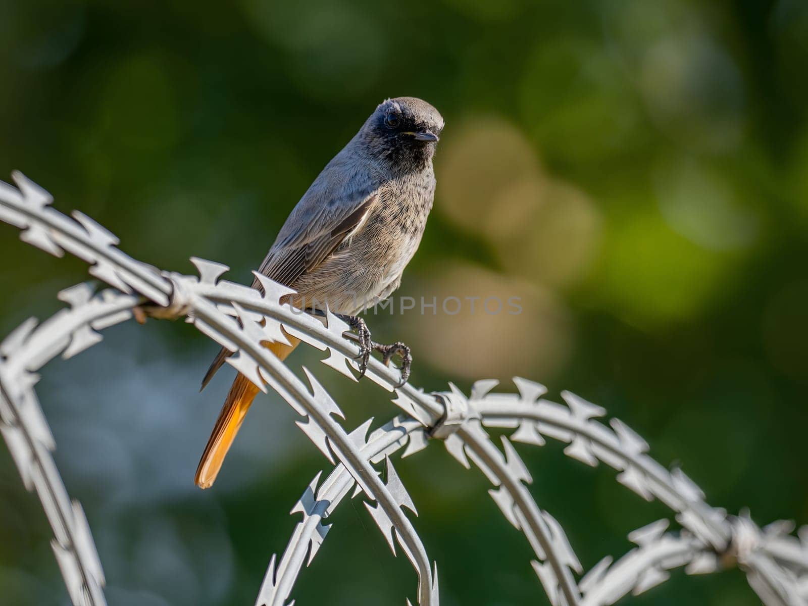 Black redstart sitting on a metal chain on a bright green background.Wildlife photo!