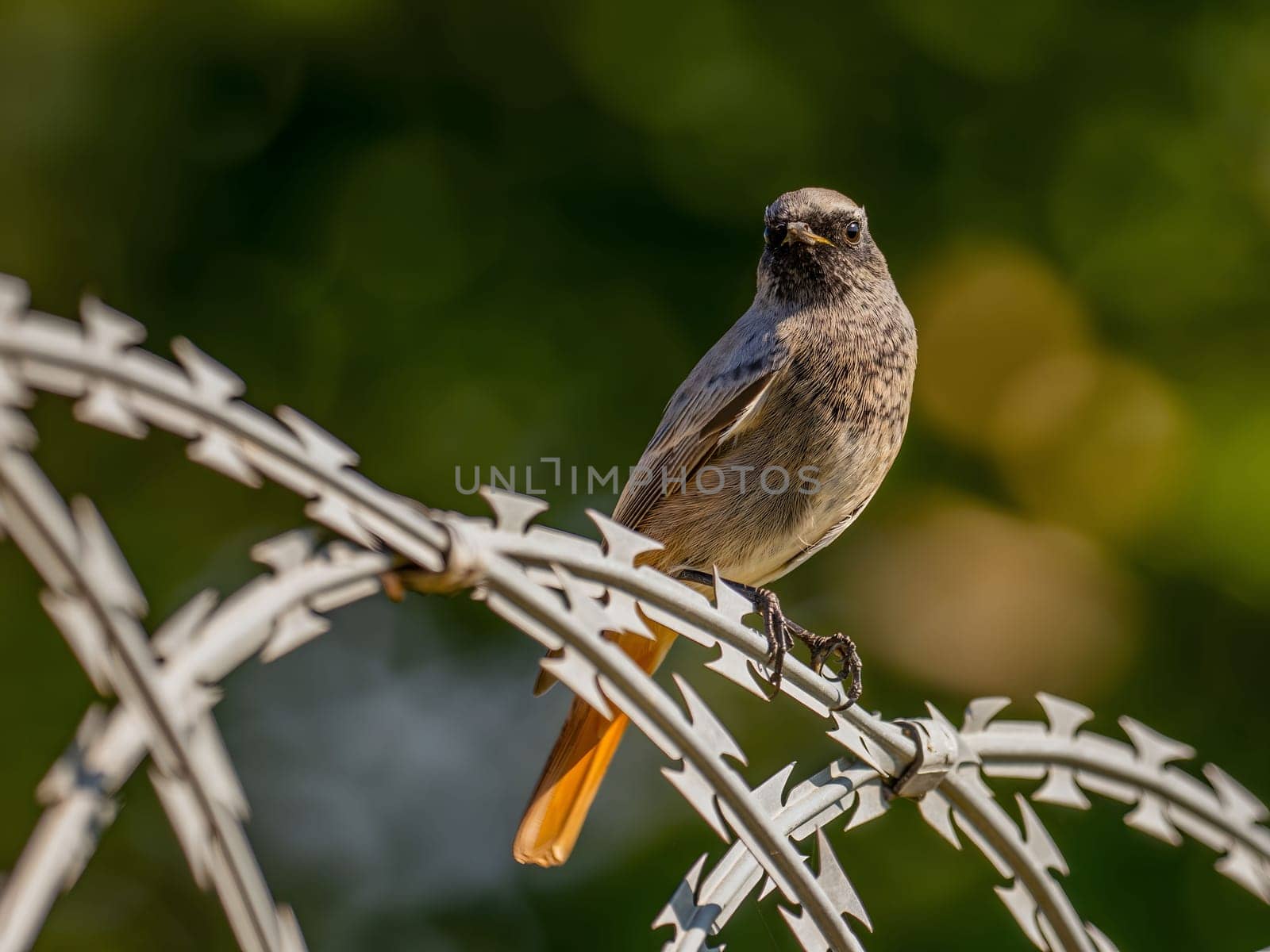 Black redstart sitting on a metal chain on a bright green background.Wildlife photo!