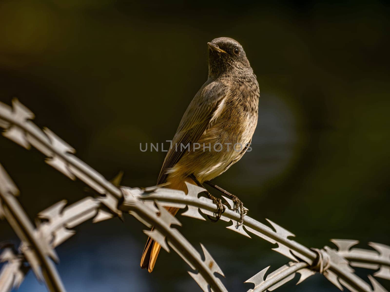 Black redstart sitting on a metal chain on a bright green background.Wildlife photo!