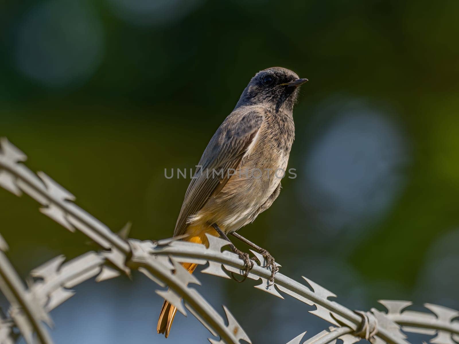 Black redstart sitting on a metal chain on a bright green background.Wildlife photo!
