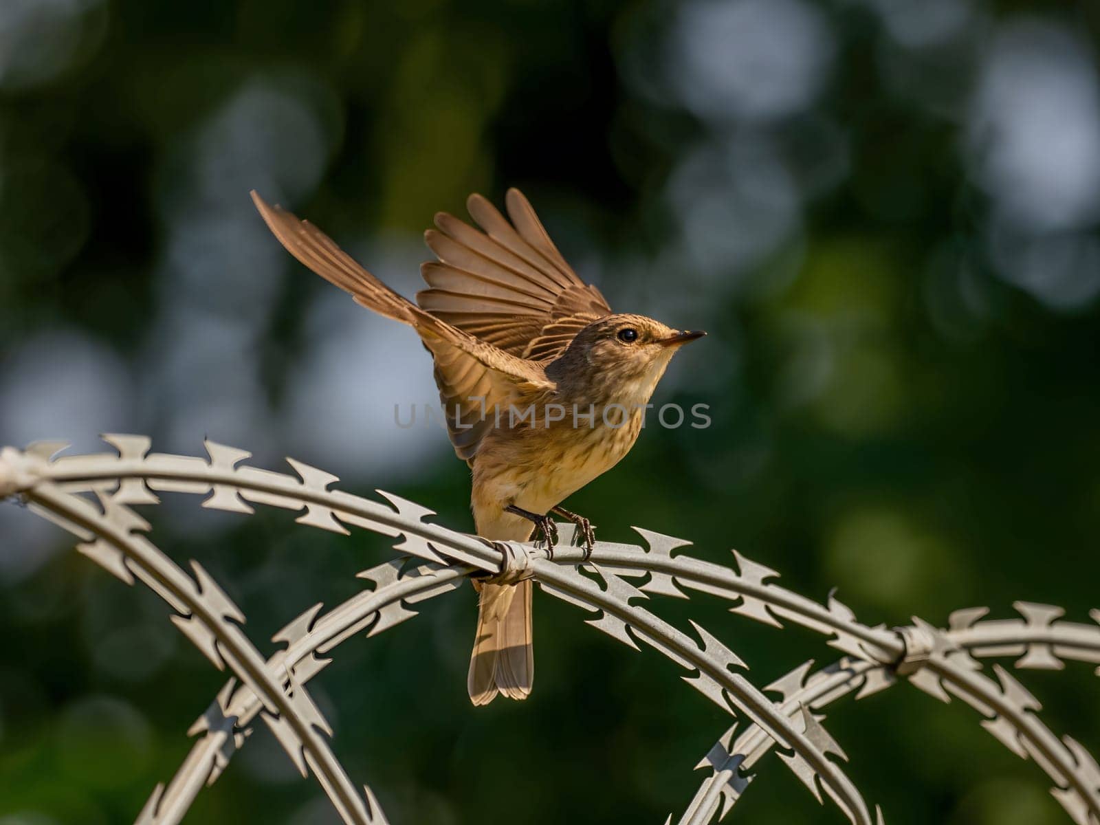 Spotted flycatcher stretching its wings for flight, with blurred greenery in the background.Wildlife photo!