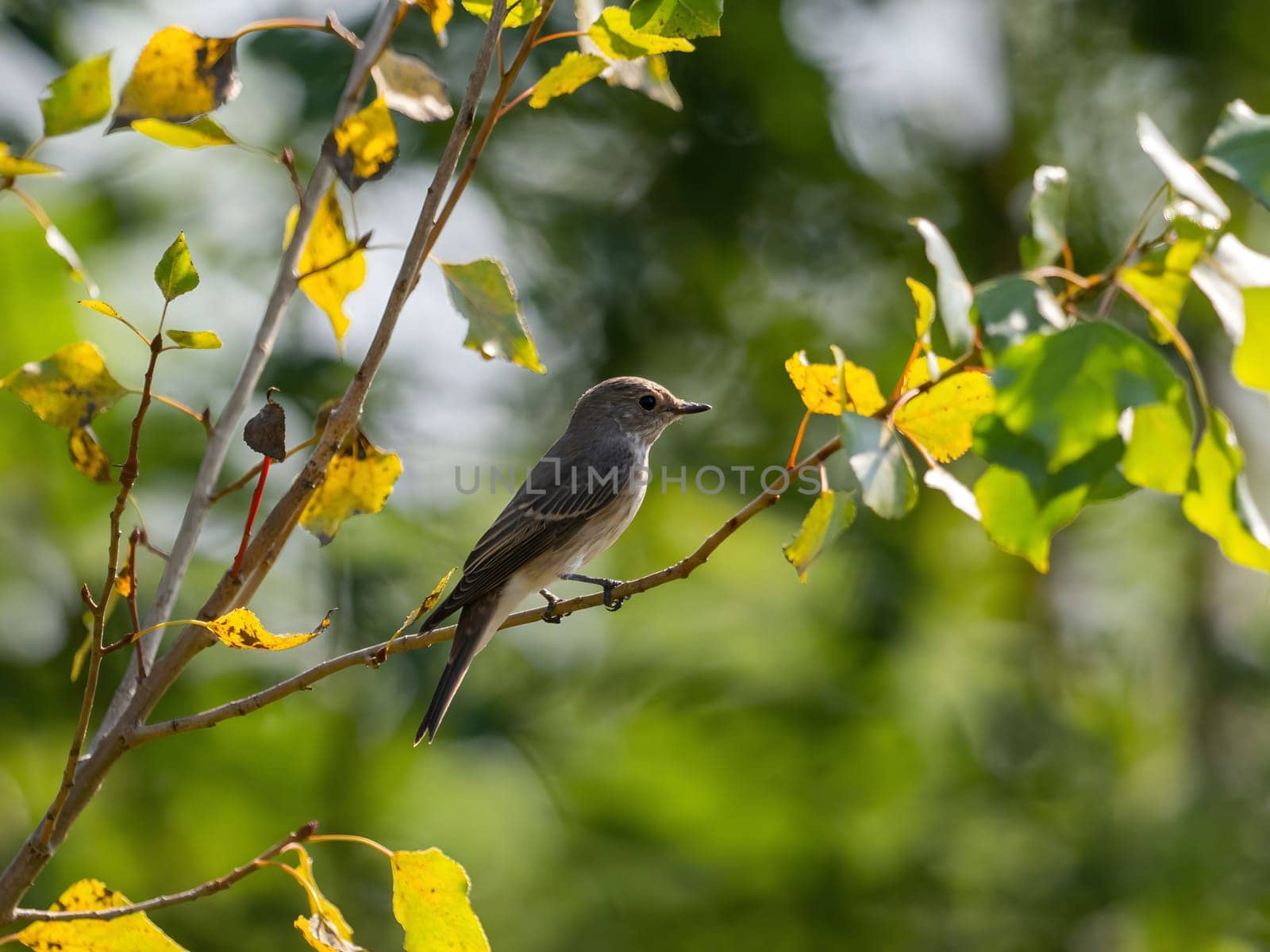 Spotted flycatcher sitting on a tree branch, smudged greenery in the background.Wildlife photo!