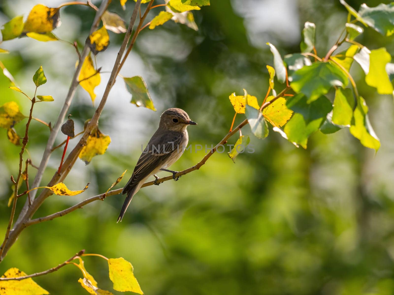 Spotted flycatcher sitting on a tree branch, smudged greenery in the background.Wildlife photo!