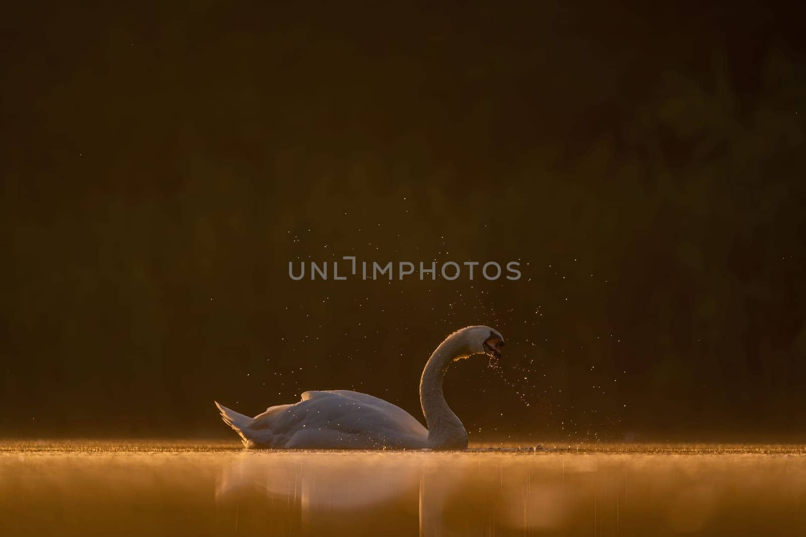 Mute swan swimming on the water at sunset, beautiful orange scenery.Wildlife photo!