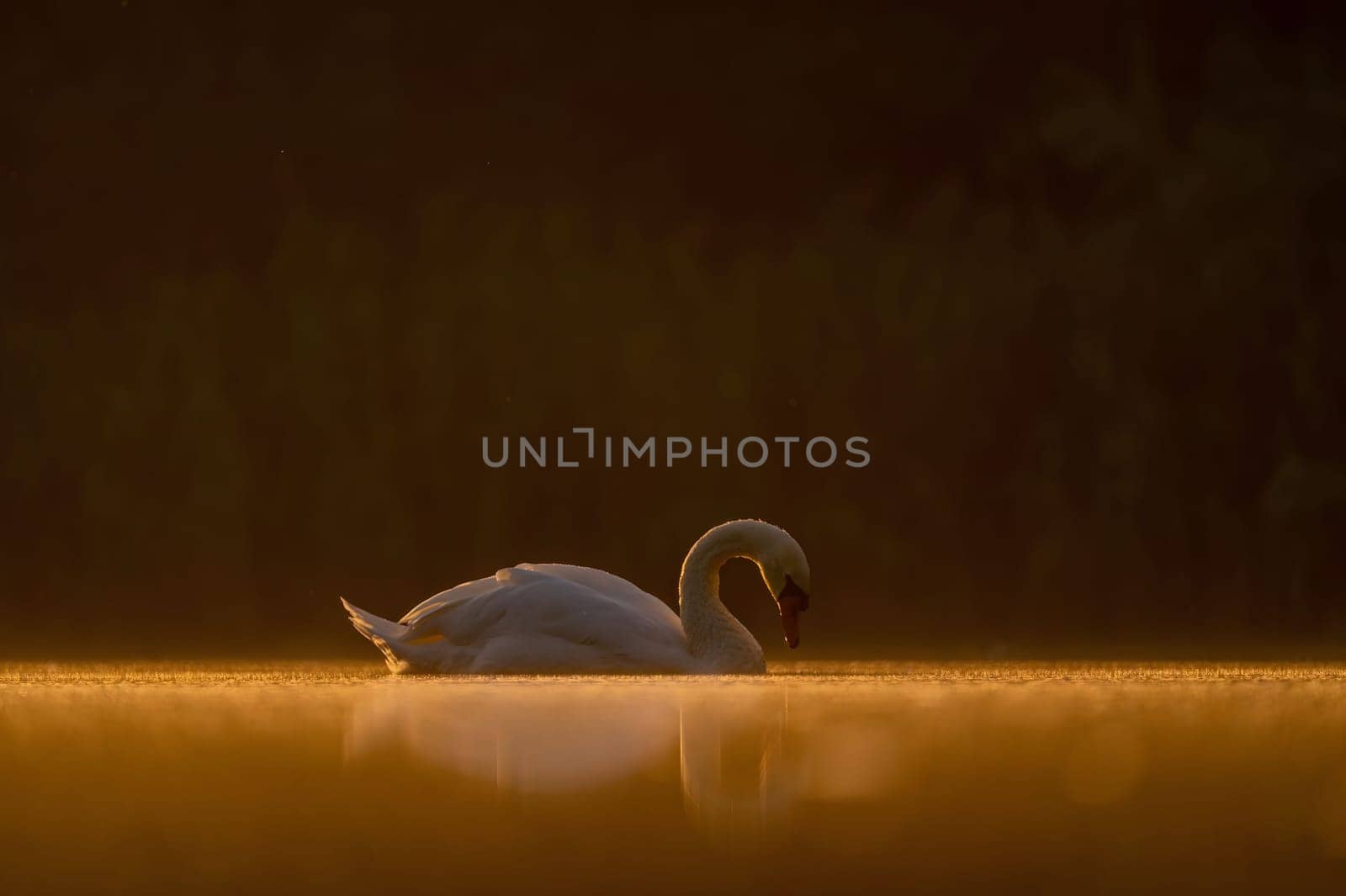 Mute swan swimming on the water at sunset, beautiful orange scenery.Wildlife photo!