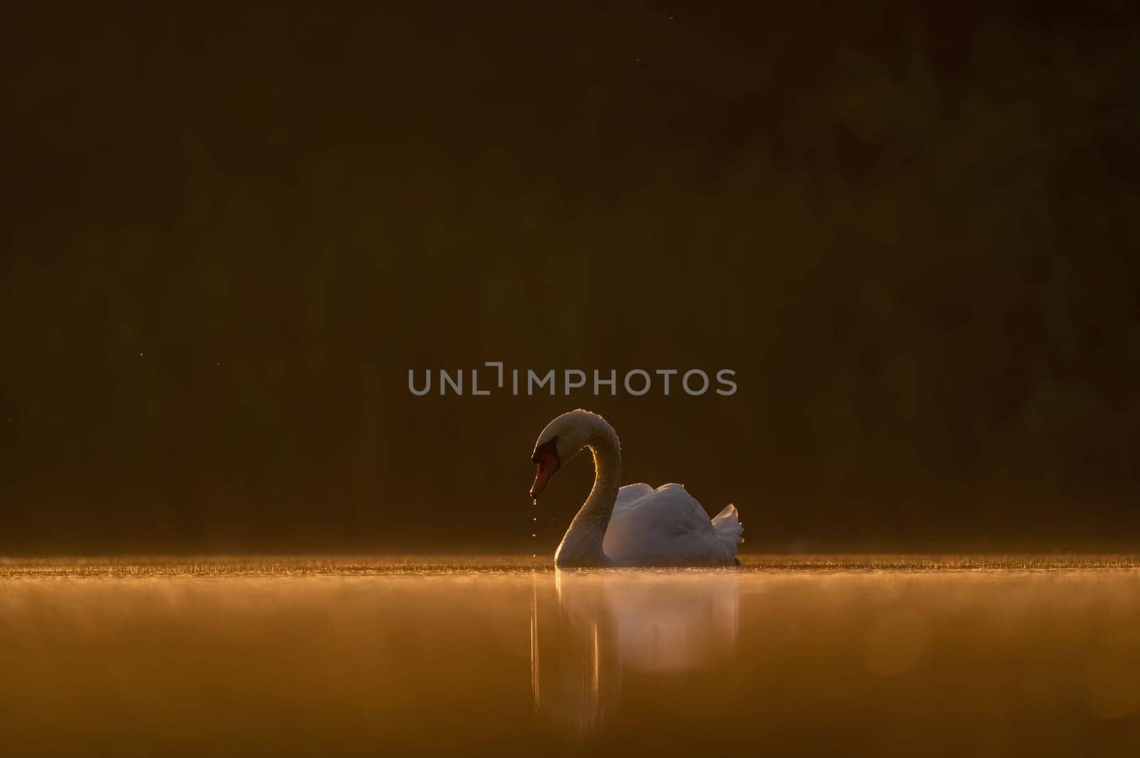 Mute swan swimming on the water at sunset, beautiful orange scenery.Wildlife photo!
