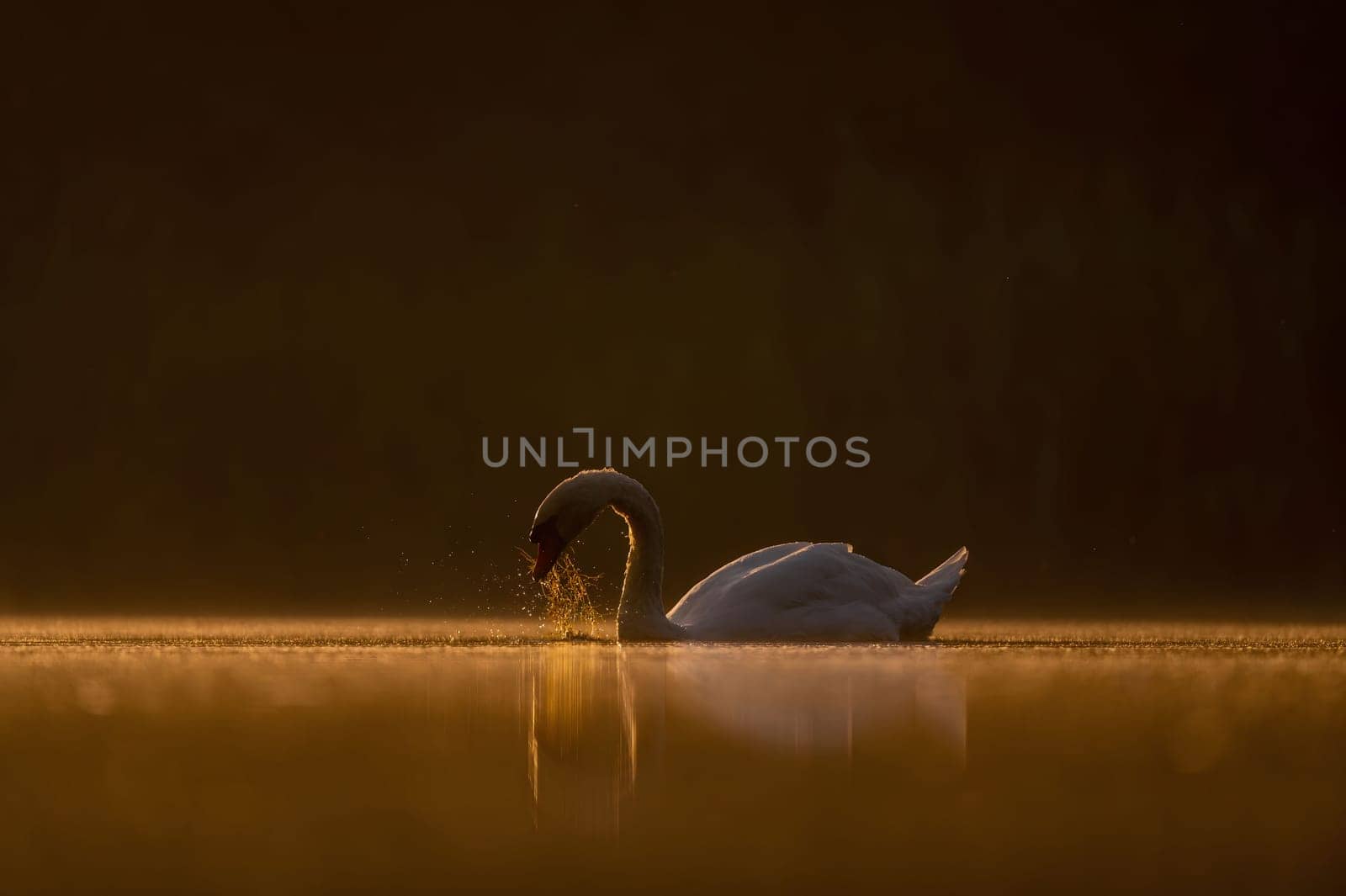 Mute swan swimming on the water at sunset, beautiful orange scenery.Wildlife photo!