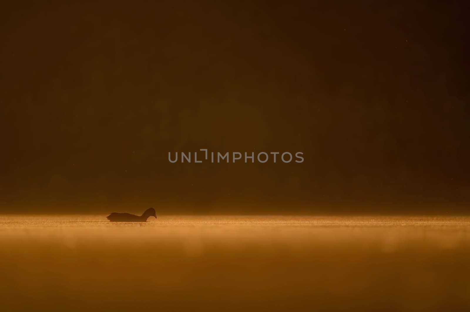 Eurasian coot floating on the water at sunset, beautiful orange scenery.Wildlife photo!