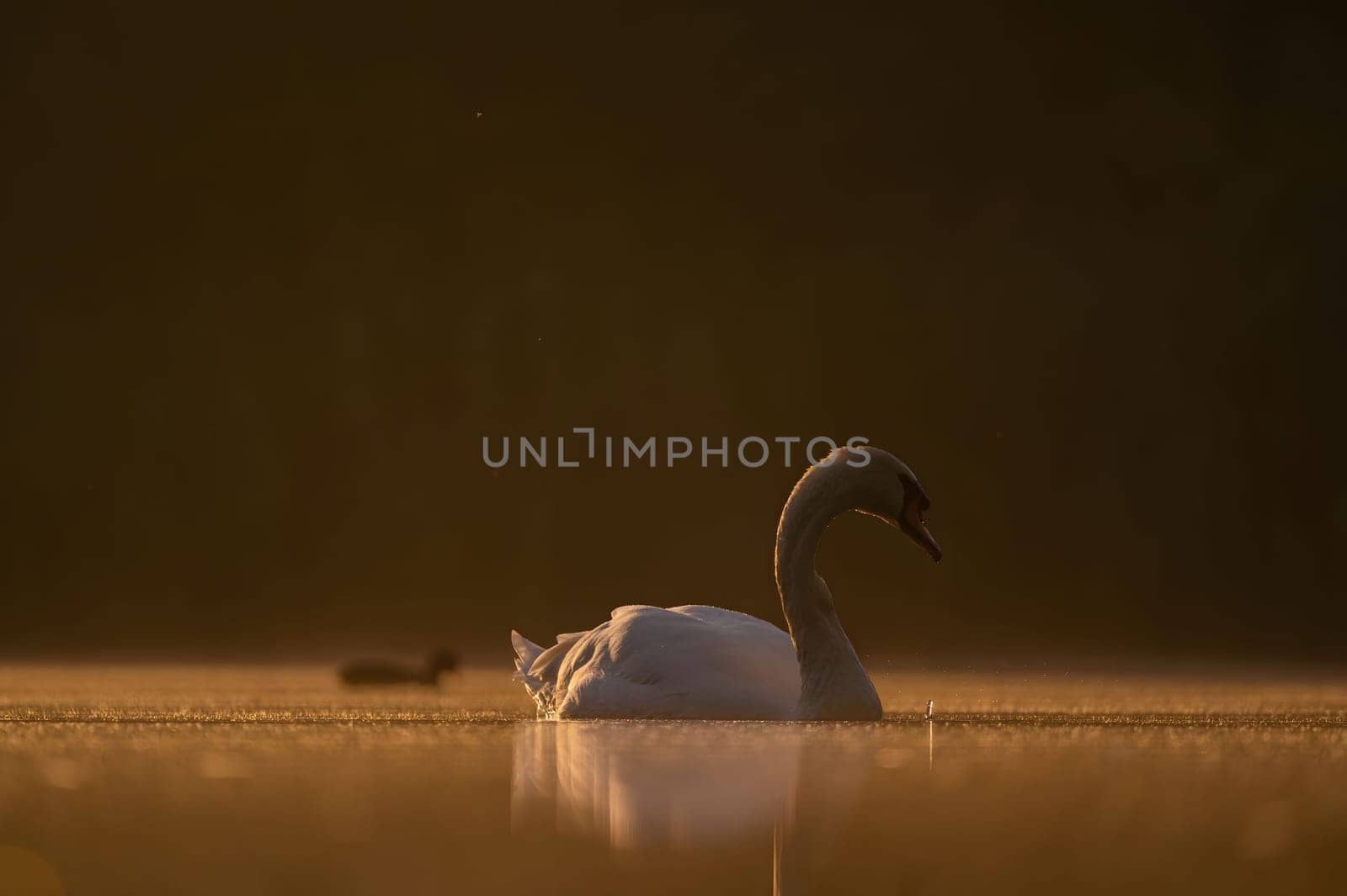 Mute swan swimming on the water at sunset, beautiful orange scenery.Wildlife photo!