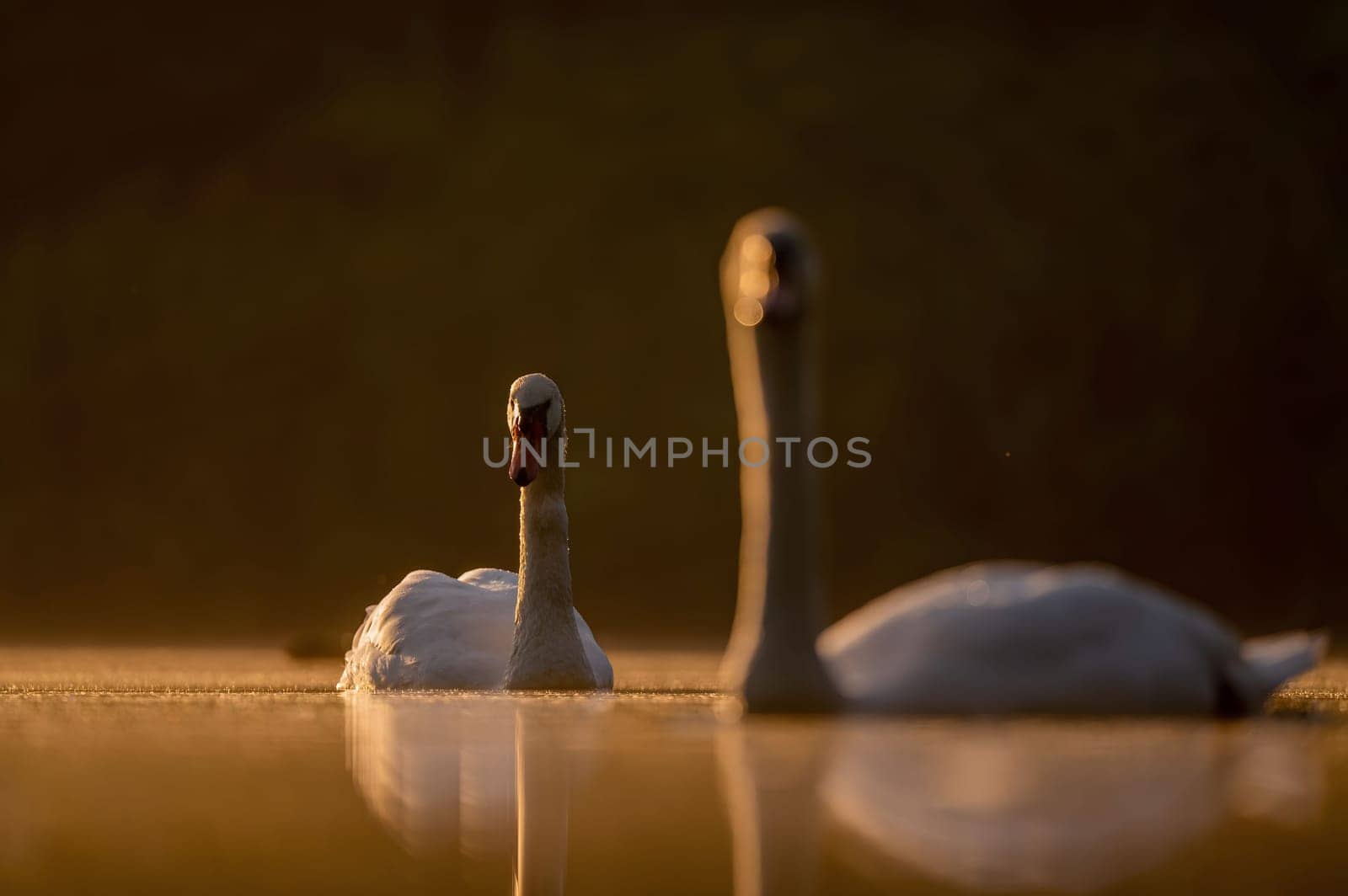 Two Mute Swans swimming on the water at sunset, beautiful orange scenery.Wildlife photo!