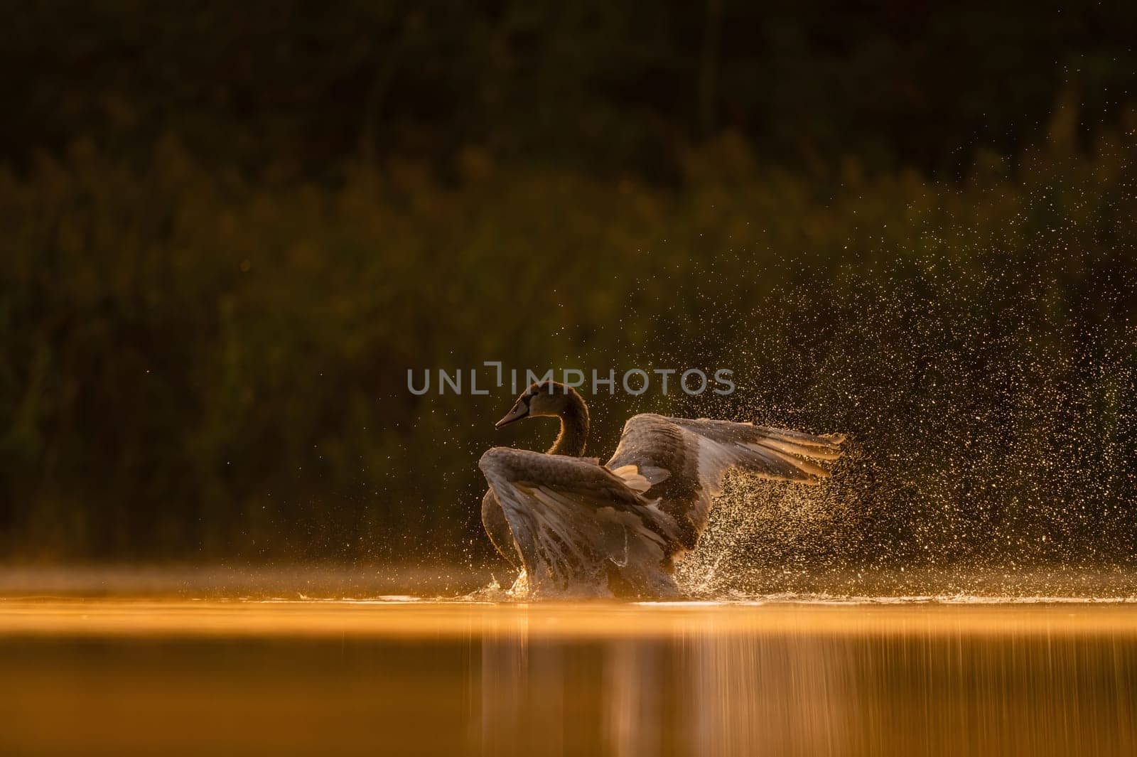 Mute swan preparing for flight at sunset, beautiful orange scenery.Wildlife photo!