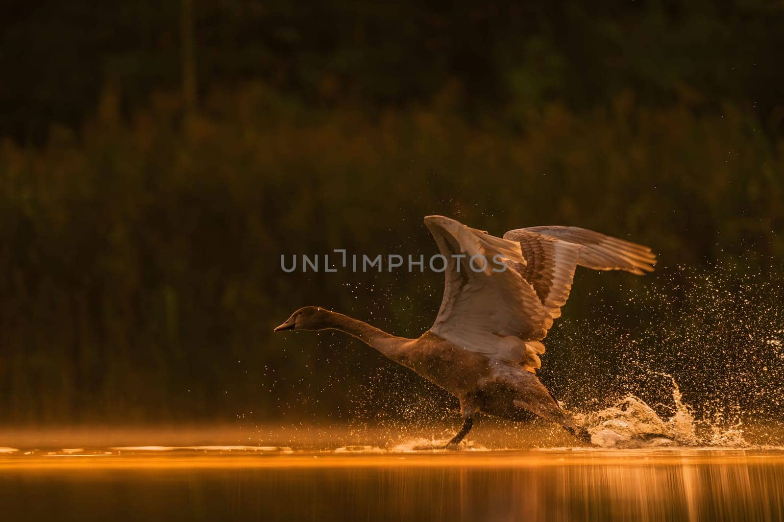 Mute swan preparing for flight at sunset, beautiful orange scenery.Wildlife photo!