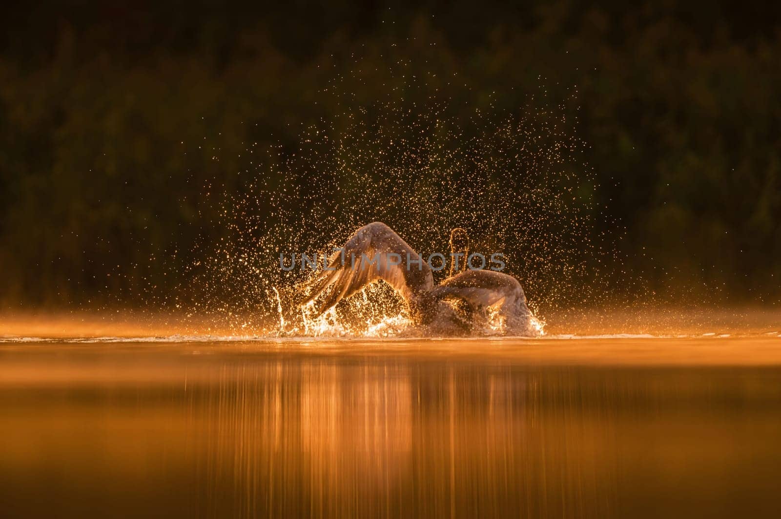 Mute swan preparing for flight at sunset, beautiful orange scenery.Wildlife photo!