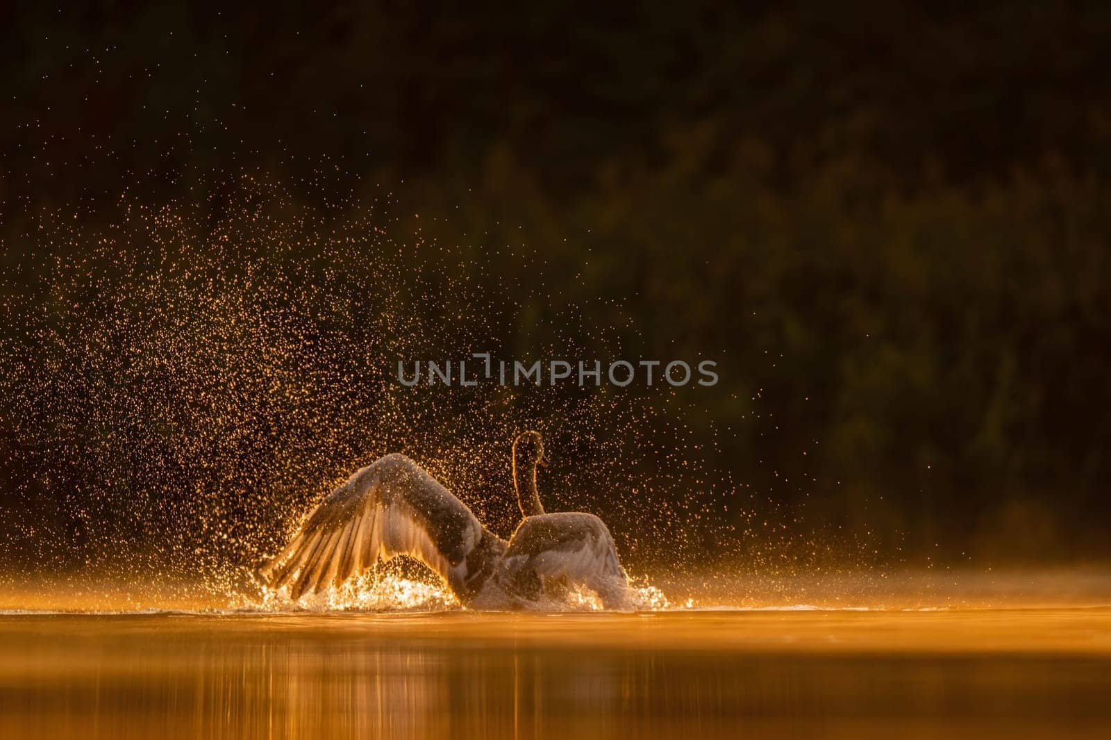 Mute swan preparing for flight at sunset, beautiful orange scenery.Wildlife photo!
