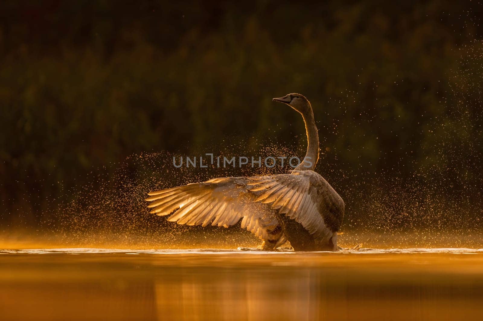 Mute swan preparing for flight at sunset, beautiful orange scenery.Wildlife photo!