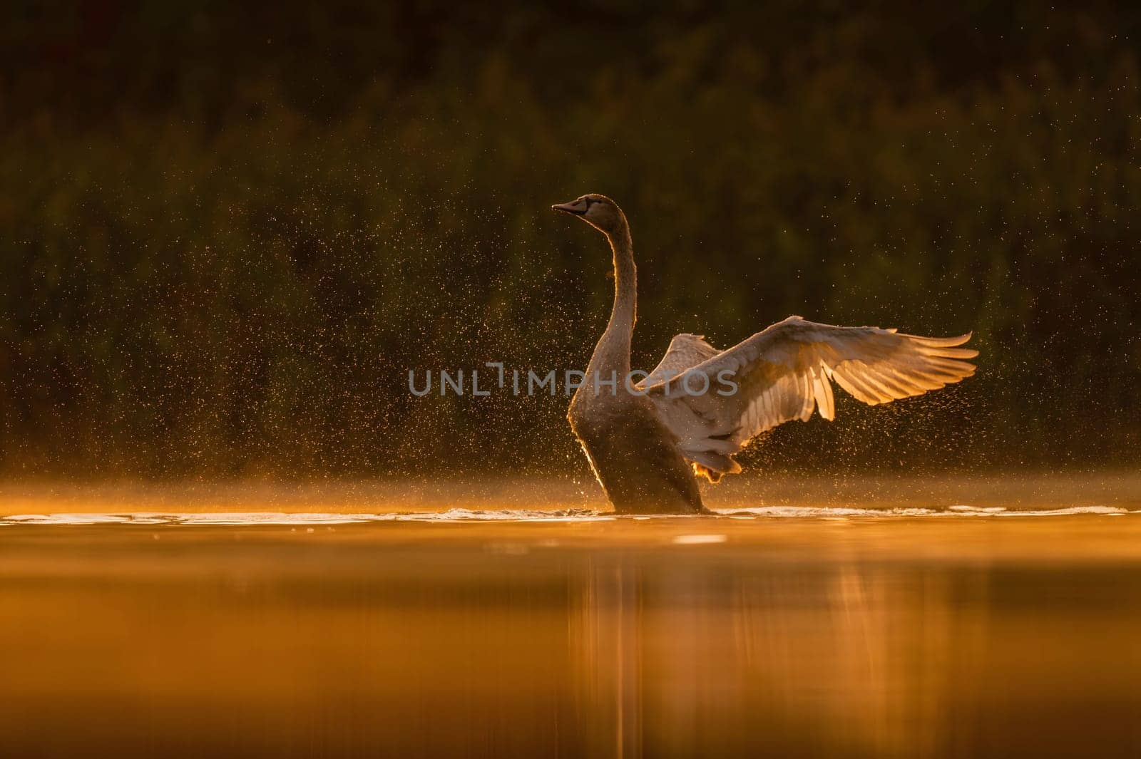 Mute swan preparing for flight at sunset, beautiful orange scenery.Wildlife photo!