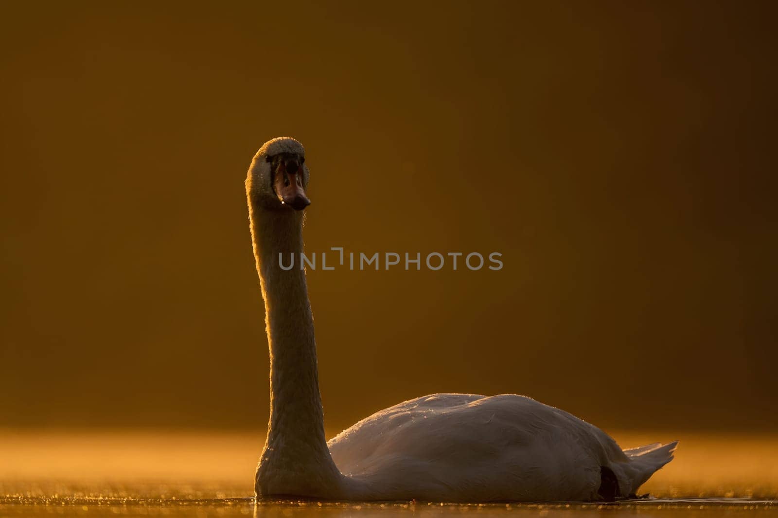 Mute swan swimming on the water at sunset, beautiful orange scenery.Wildlife photo!