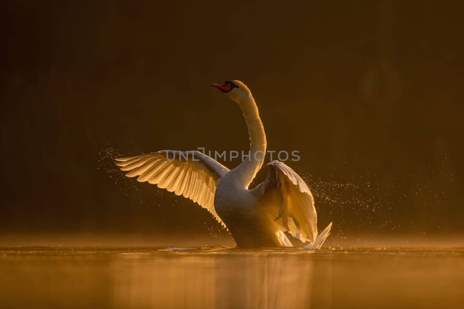 Mute swan preparing for flight at sunset, beautiful orange scenery.Wildlife photo!