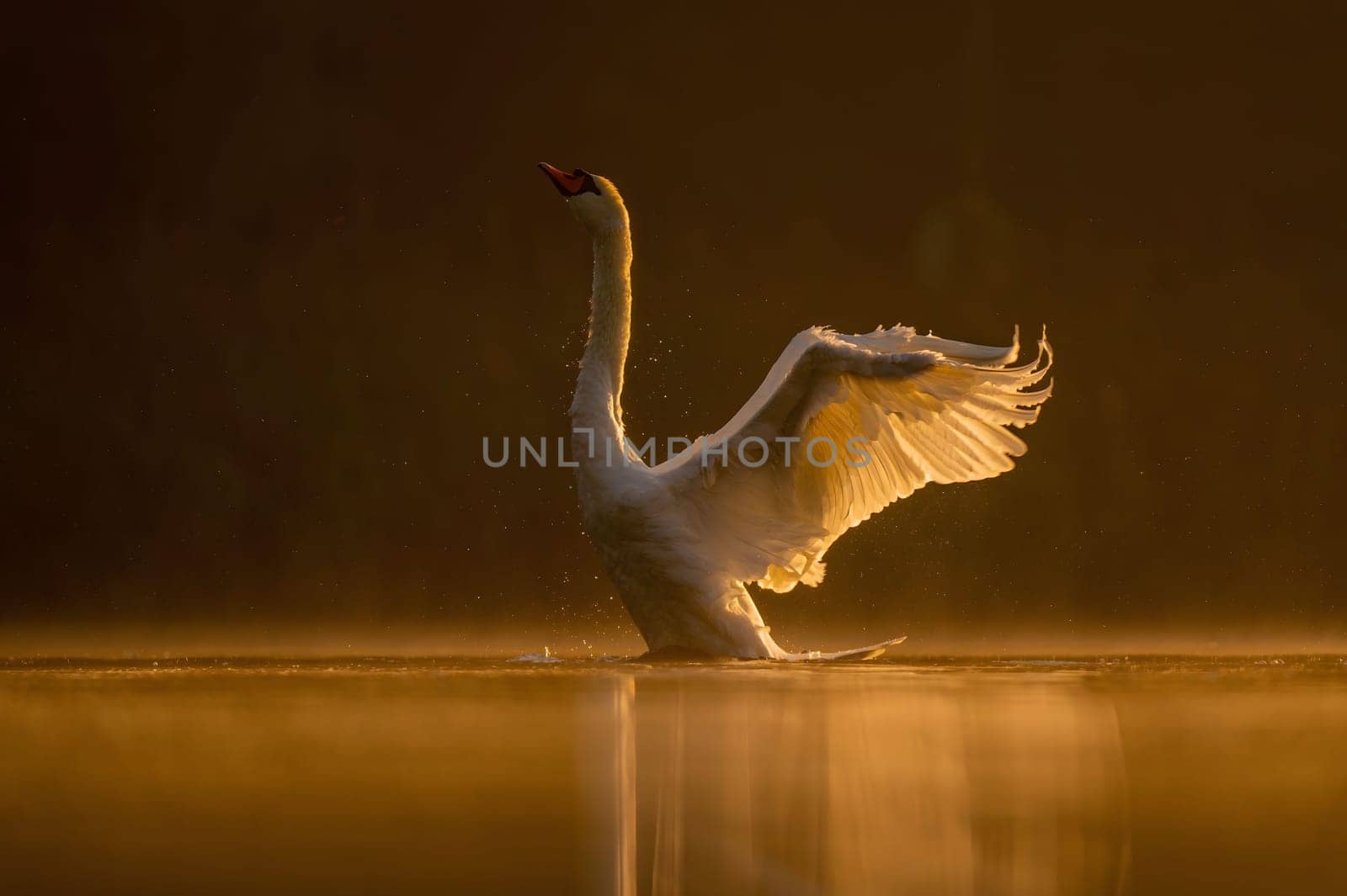 Mute swan preparing for flight at sunset, beautiful orange scenery.Wildlife photo!