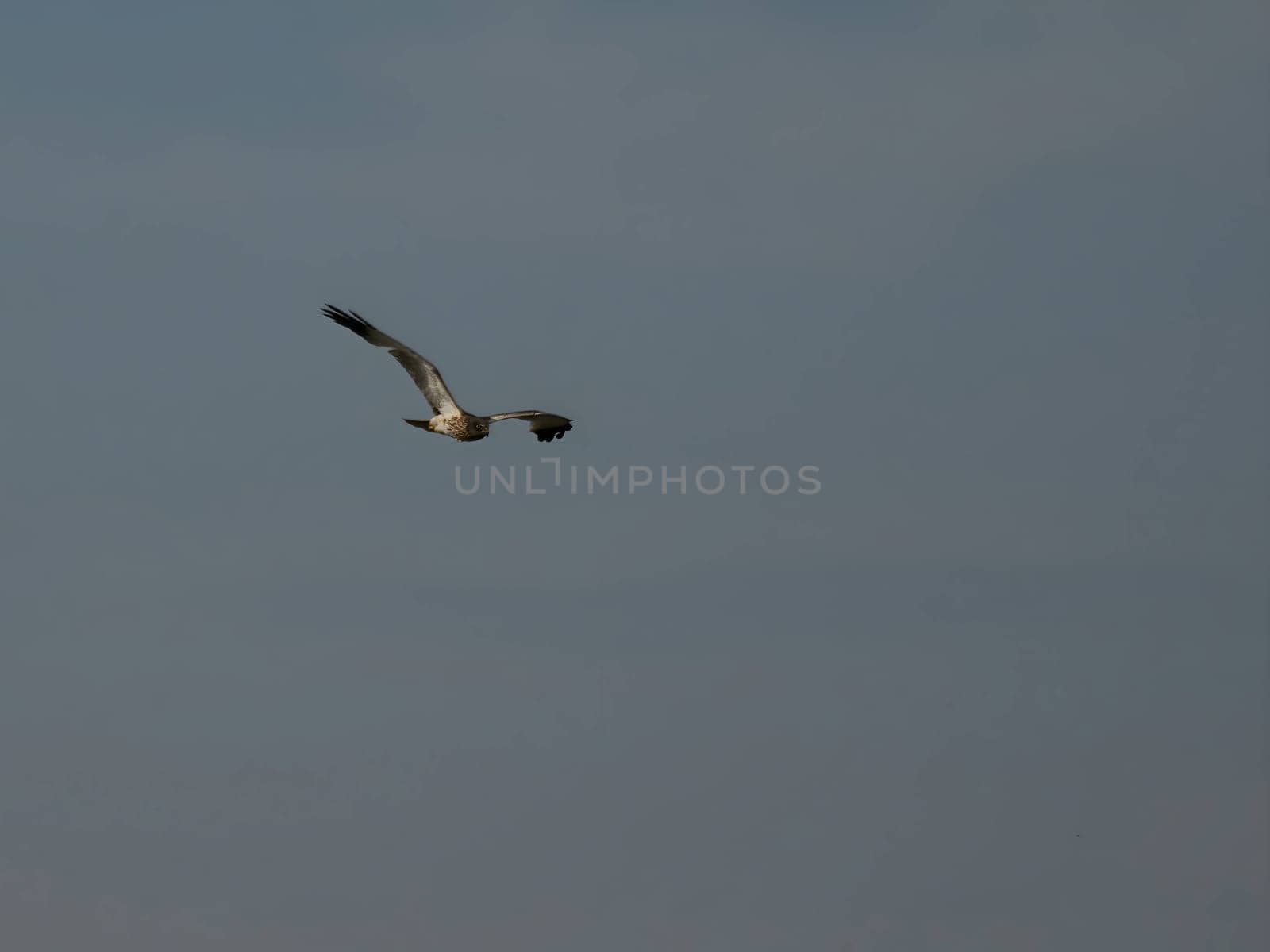 A majestic marsh harrier soars gracefully in flight, its wings outstretched against the vast expanse of the sky.