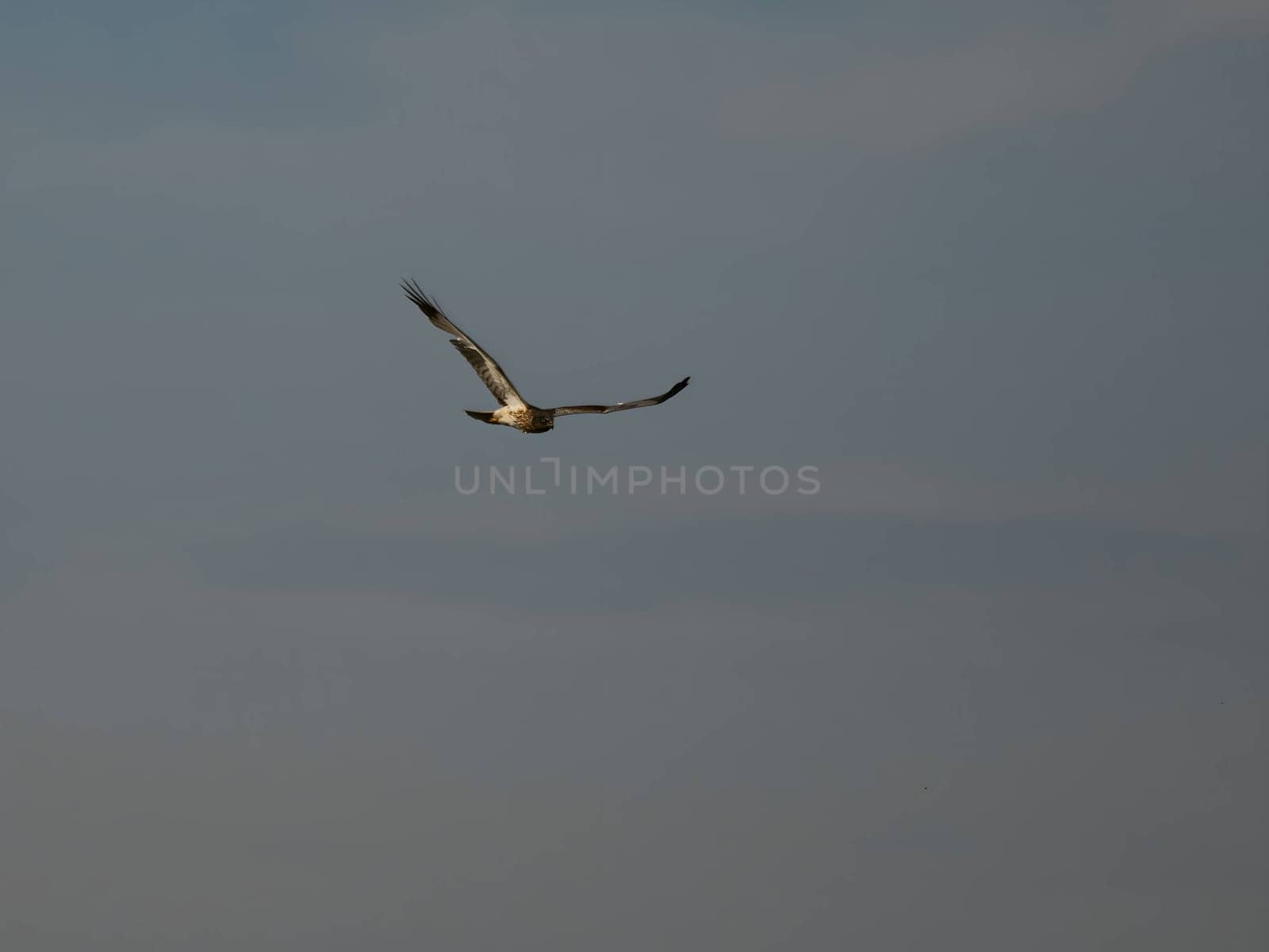 A majestic marsh harrier soars gracefully in flight, its wings outstretched against the vast expanse of the sky.