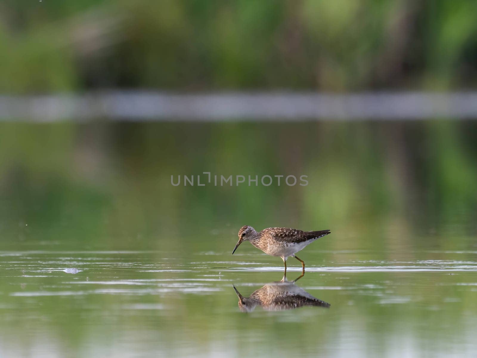 A graceful Wood Sandpiper stands serenely on the calm surface of the water, surrounded by its watery reflection.