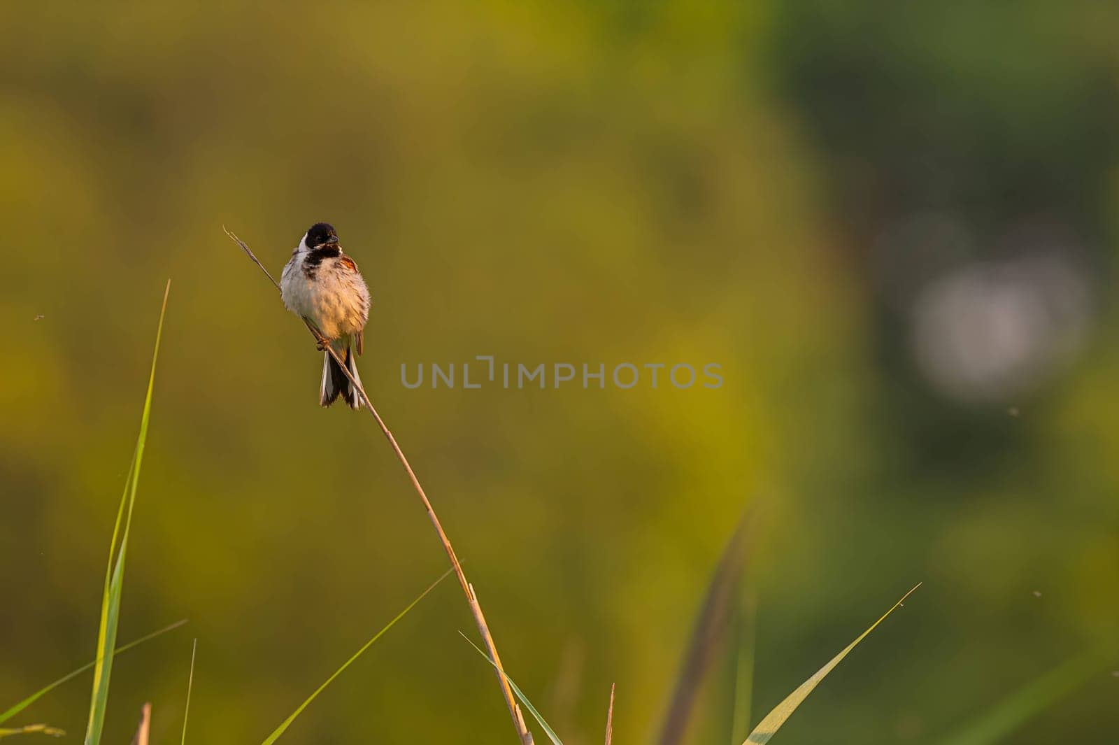 A wild A charming Common Reed Bunting perched on a slender stem amidst lush greenery, showcasing the beauty of nature.duck glides on sunset-kissed waters, surrounded by the mesmerizing hues of orange. Serene beauty in perfect harmony.
