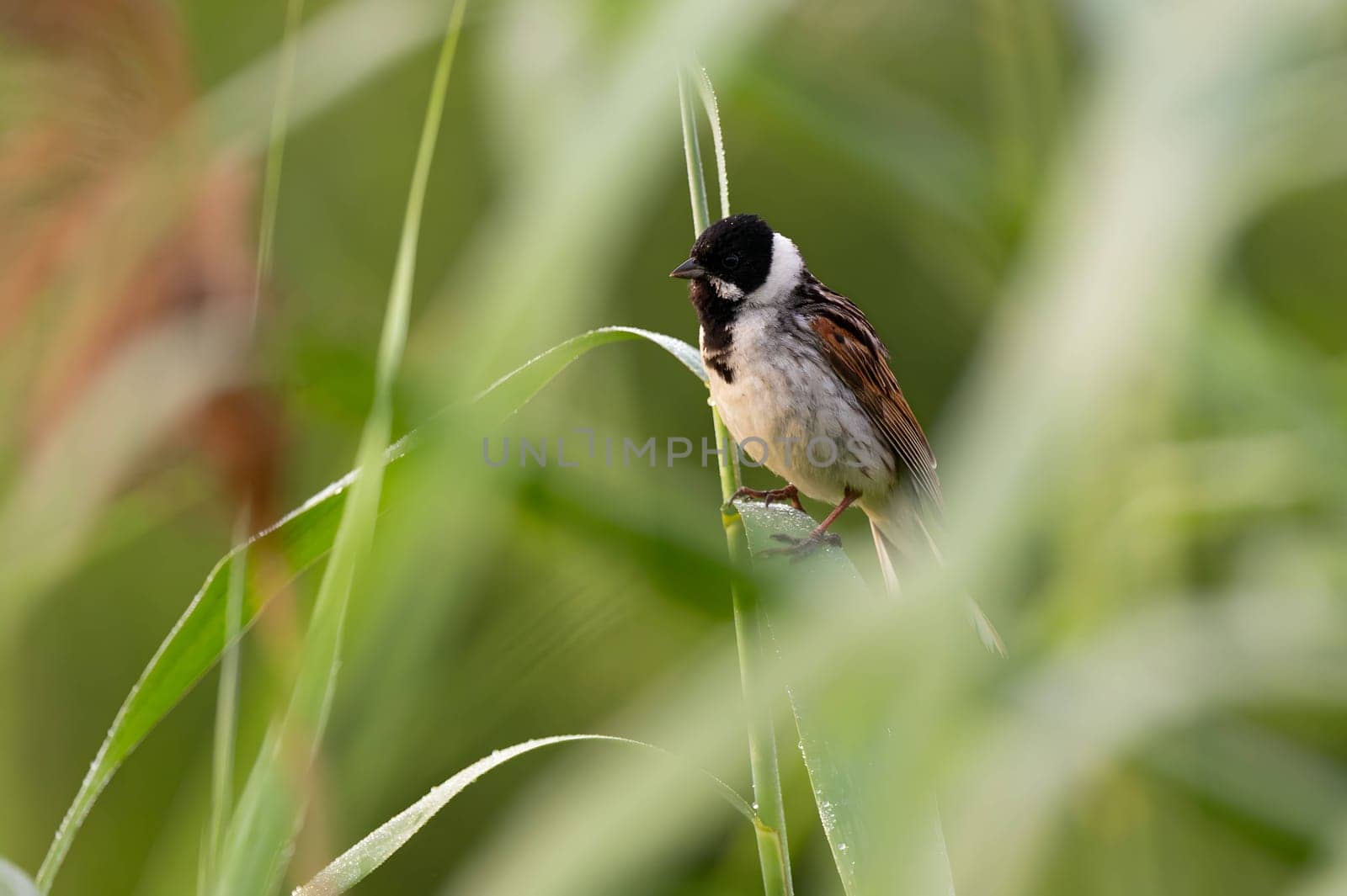 A wild A charming Common Reed Bunting perched on a slender stem amidst lush greenery, showcasing the beauty of nature.duck glides on sunset-kissed waters, surrounded by the mesmerizing hues of orange. Serene beauty in perfect harmony.