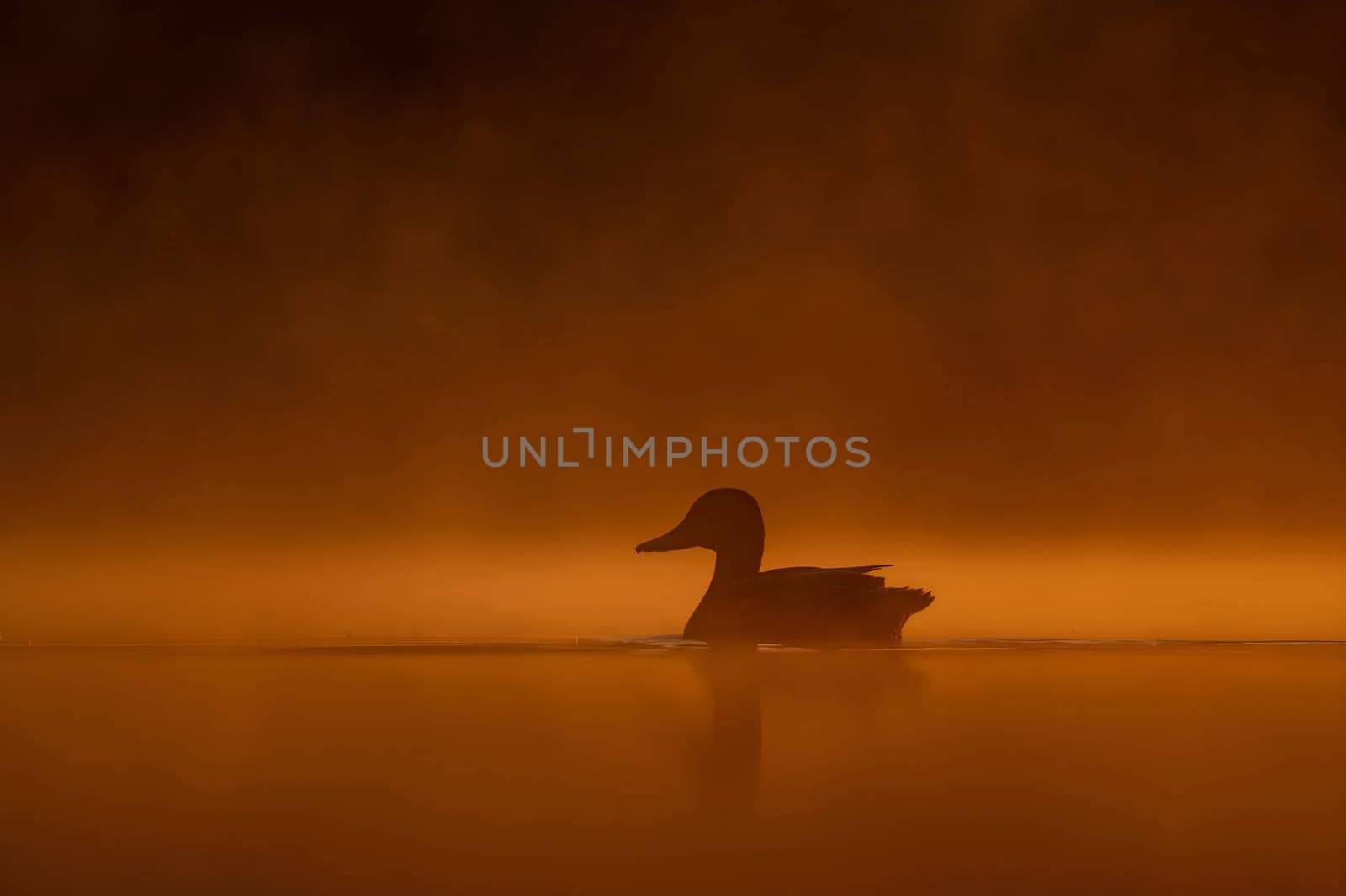 A wild duck glides on sunset-kissed waters, surrounded by the mesmerizing hues of orange. Serene beauty in perfect harmony.