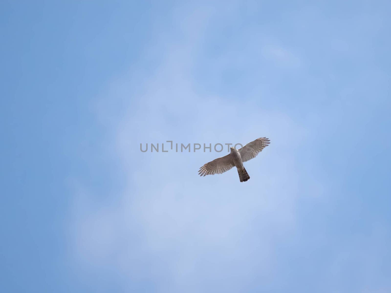 Graceful Eurasian Sparrowhawk soaring through the sky, displaying its impressive aerial prowess and keen hunting instincts.