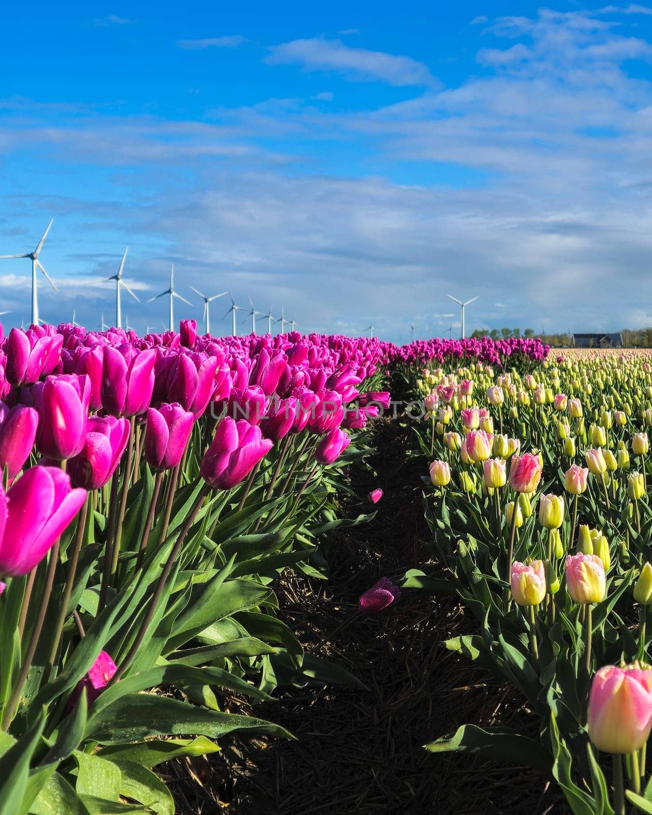 A stunning field bursting with pink and yellow tulips under the vibrant spring sunlight, creating a mesmerizing and colorful landscape by fokkebok