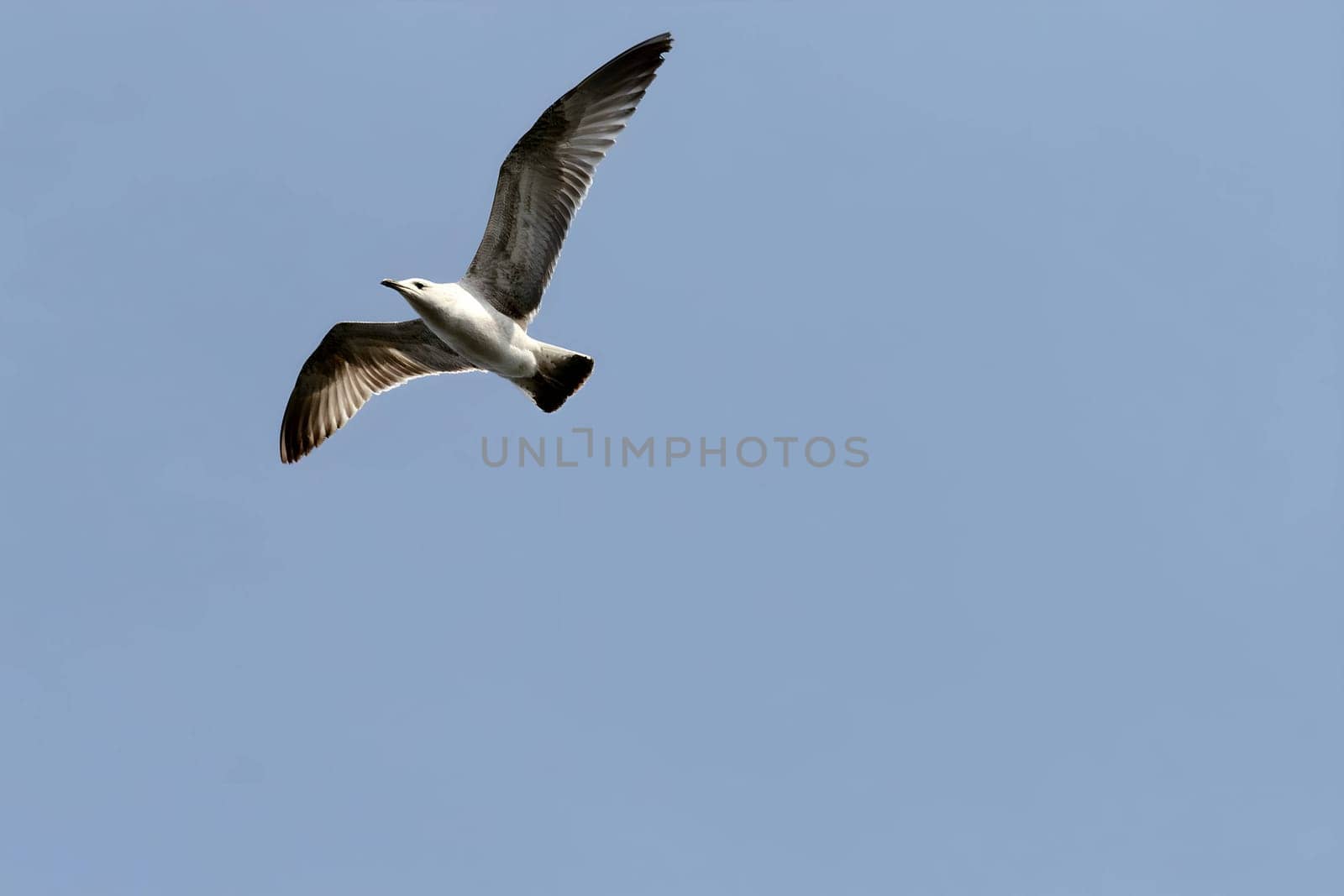 Common Gull majestically gliding through the clear blue sky.