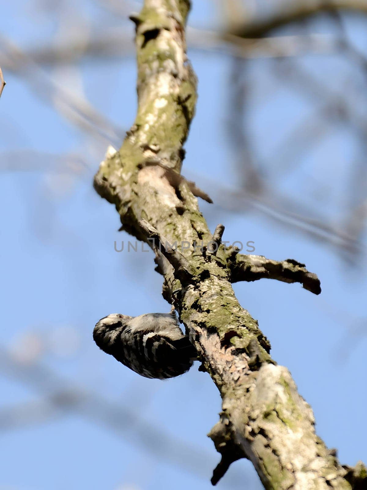 Lesser Spotted Woodpecker skillfully clinging to a tree trunk, set against a beautifully blurred sky background, showcasing nature's harmony.