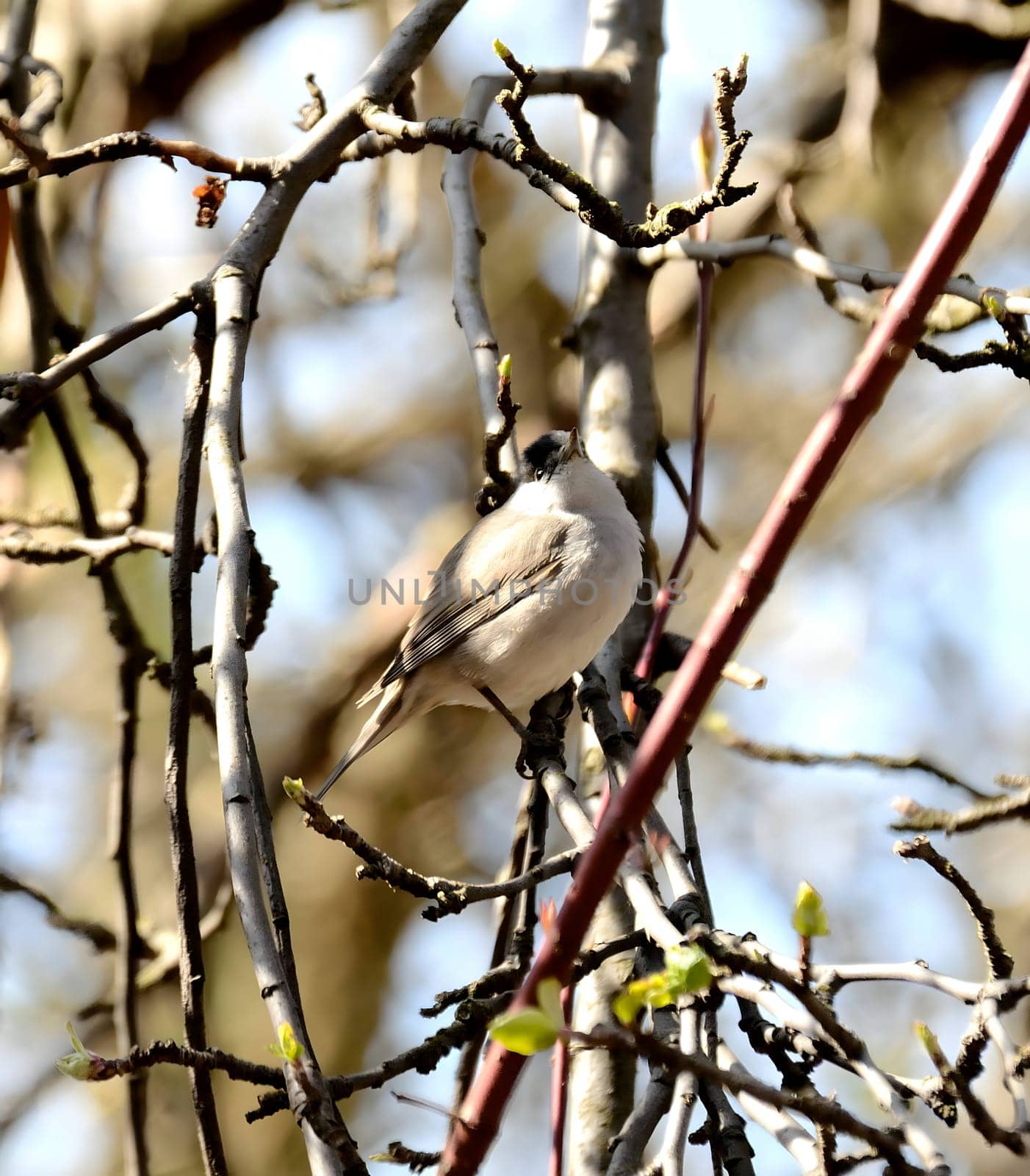 Great tit holding an ant in its beak, perched against the clear blue sky.