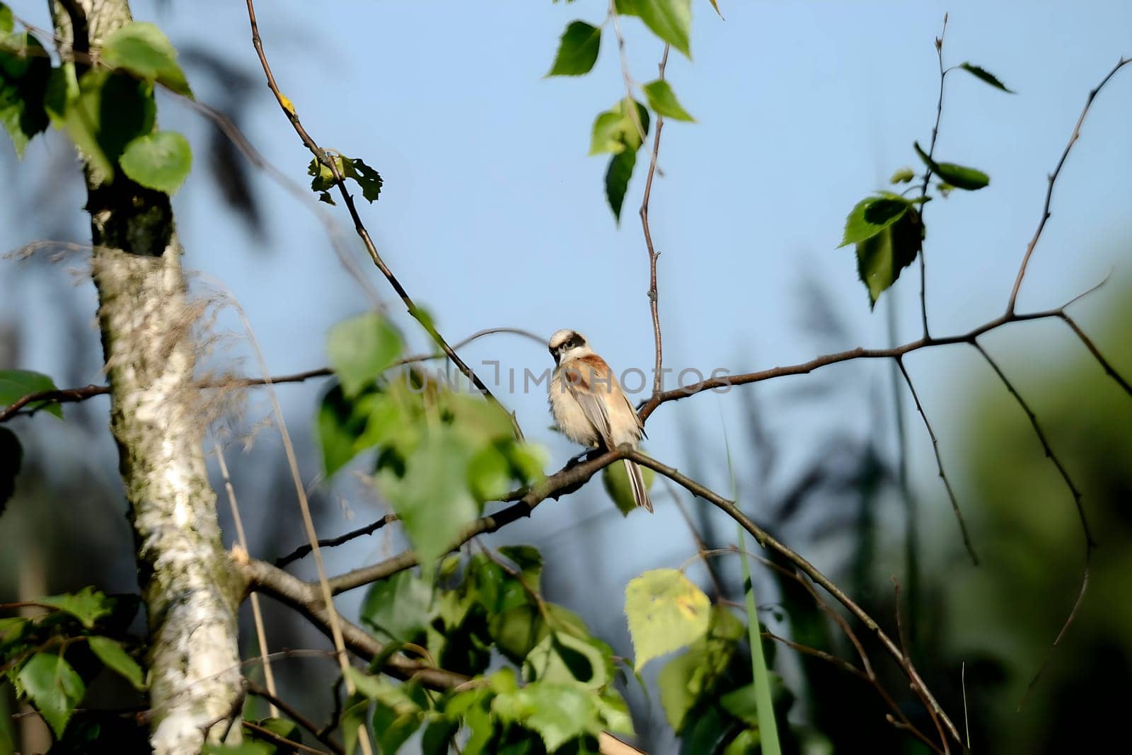 Eurasian penduline tit perched on a tree branch, displaying its charming and delicate features.