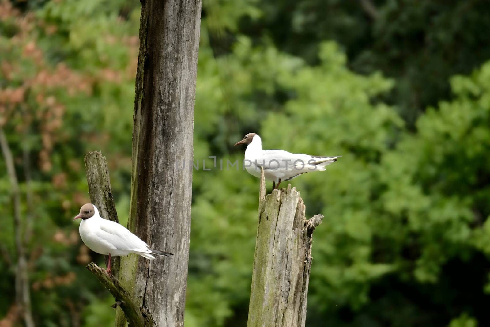 A pair of Black-headed gulls perched on a log protruding from the water, enjoying the serene surroundings. Nature's harmony captured.